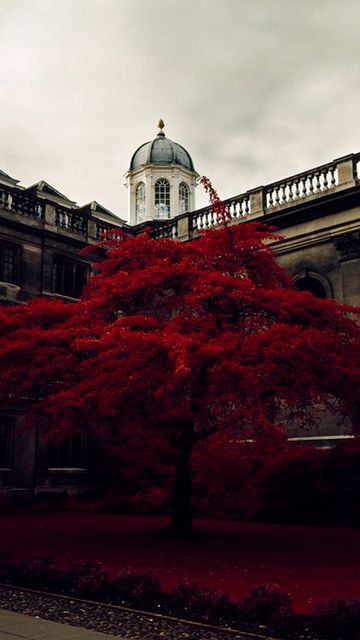 sfondi 360x640,rosso,cielo,albero,architettura,costruzione