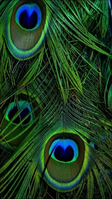 360x640 wallpapers,feather,eye,organism,fashion accessory,natural material