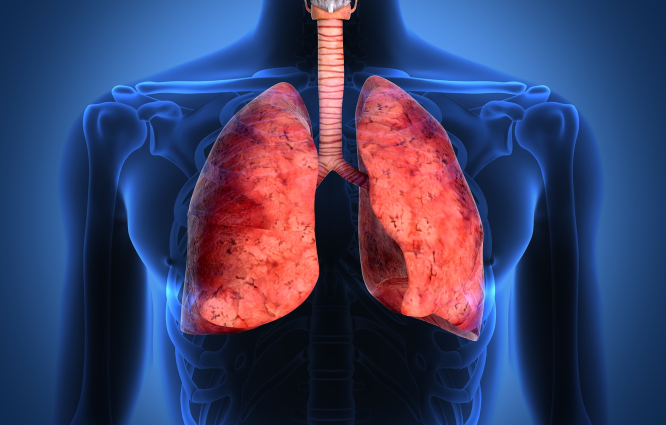 lungs wallpaper,shoulder,medical imaging,human anatomy,neck,organ