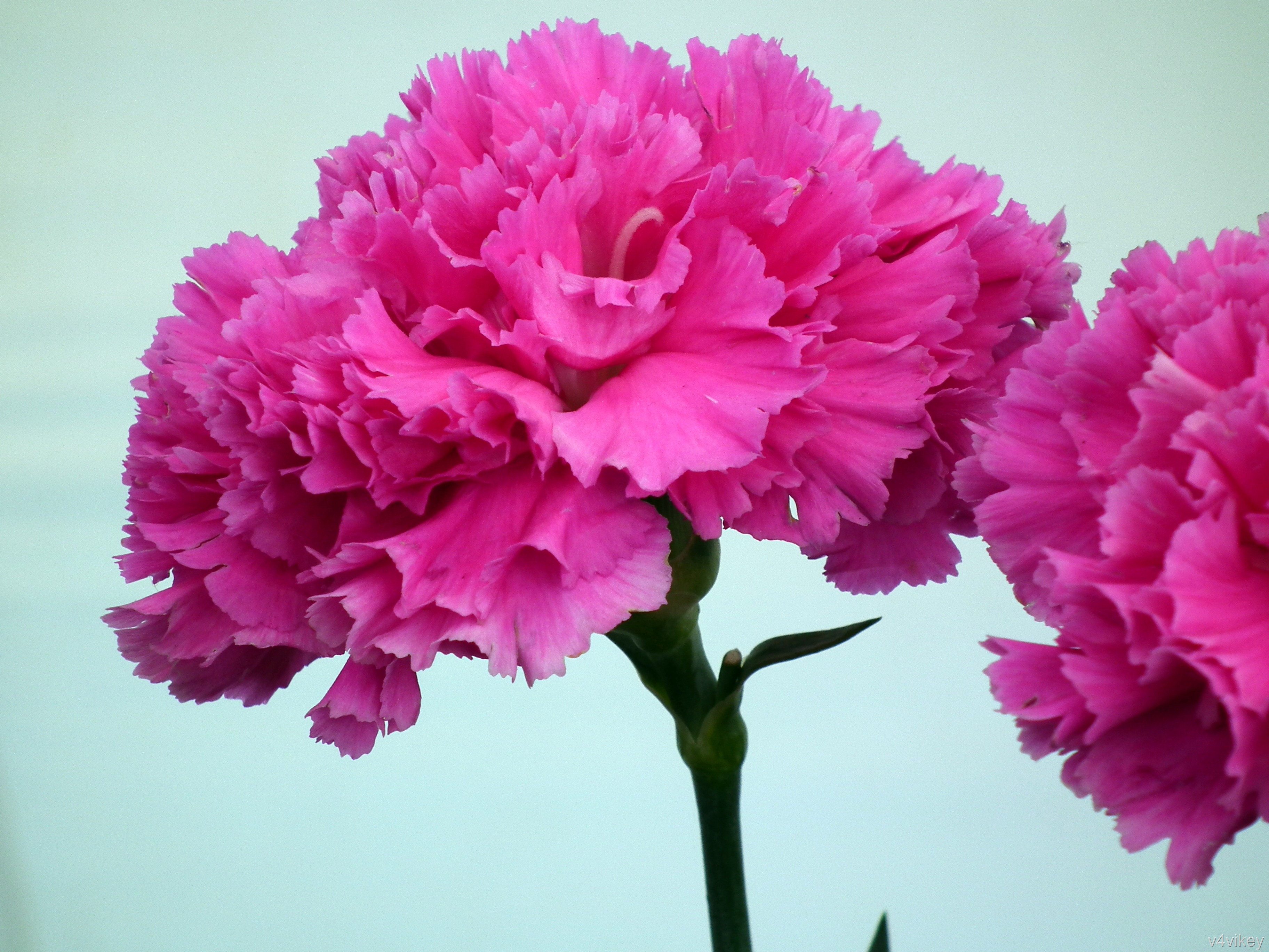 carnation wallpaper,flower,flowering plant,plant,petal,pink