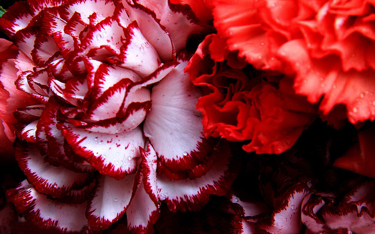 The Warm Mother Flower Carnations Hd Wallpaper 24 Flower - Dark
