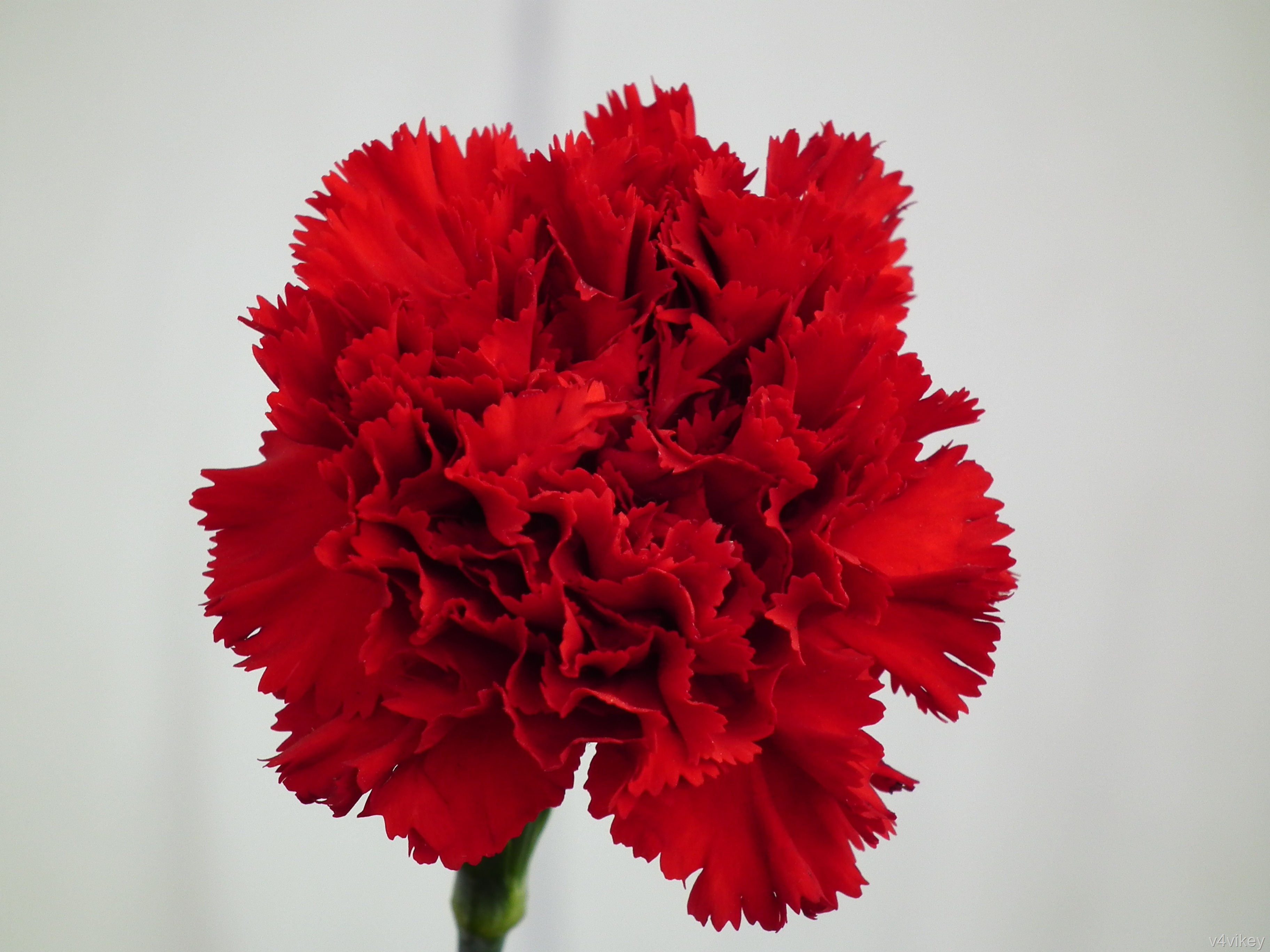 papel tapiz de clavel,flor,planta floreciendo,rojo,clavel,cortar flores