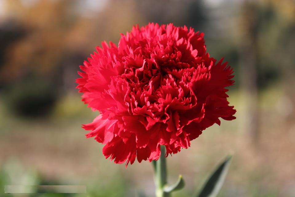 carnation wallpaper,flower,flowering plant,plant,carnation,red