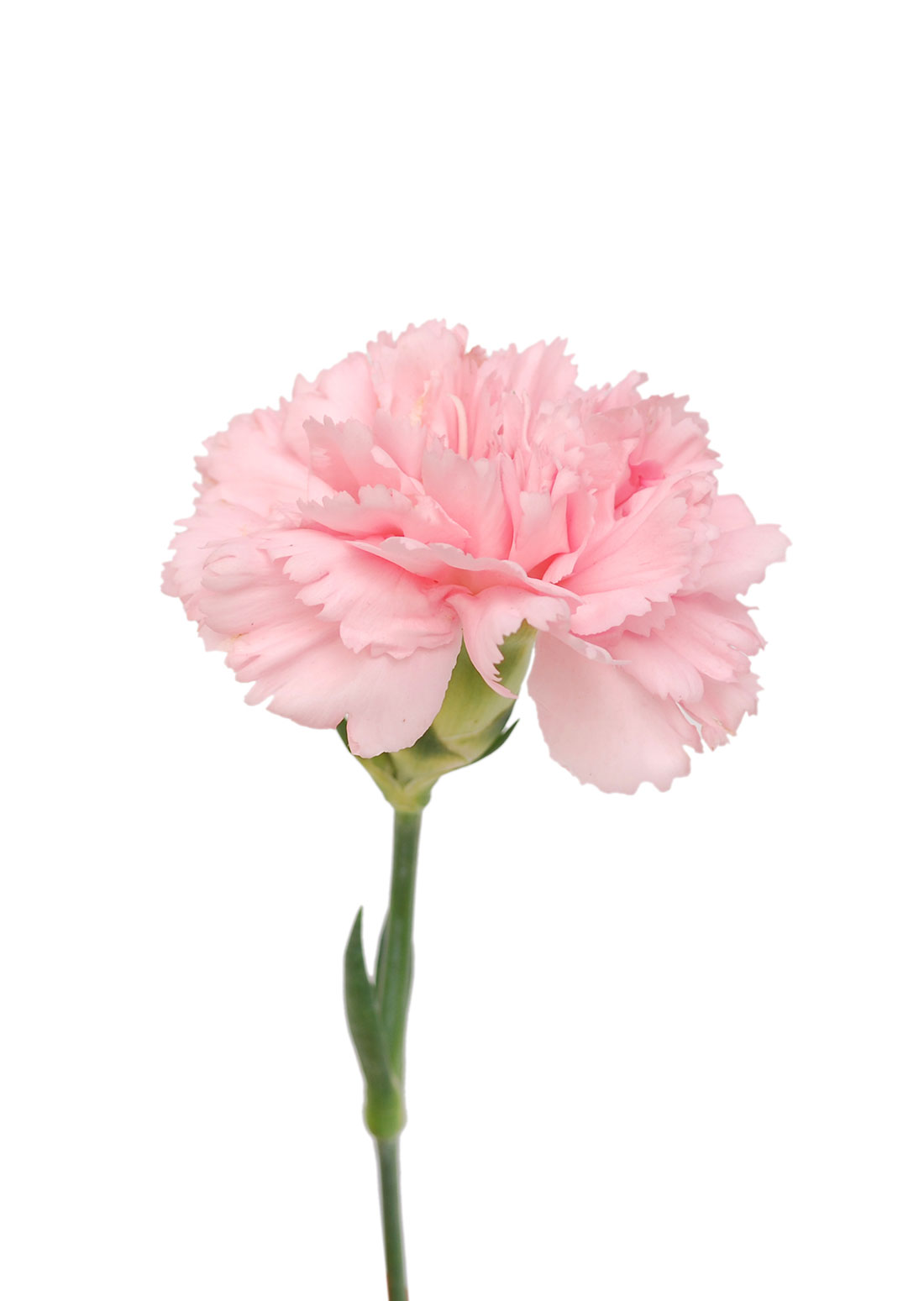 carnation wallpaper,flower,flowering plant,pink,petal,cut flowers