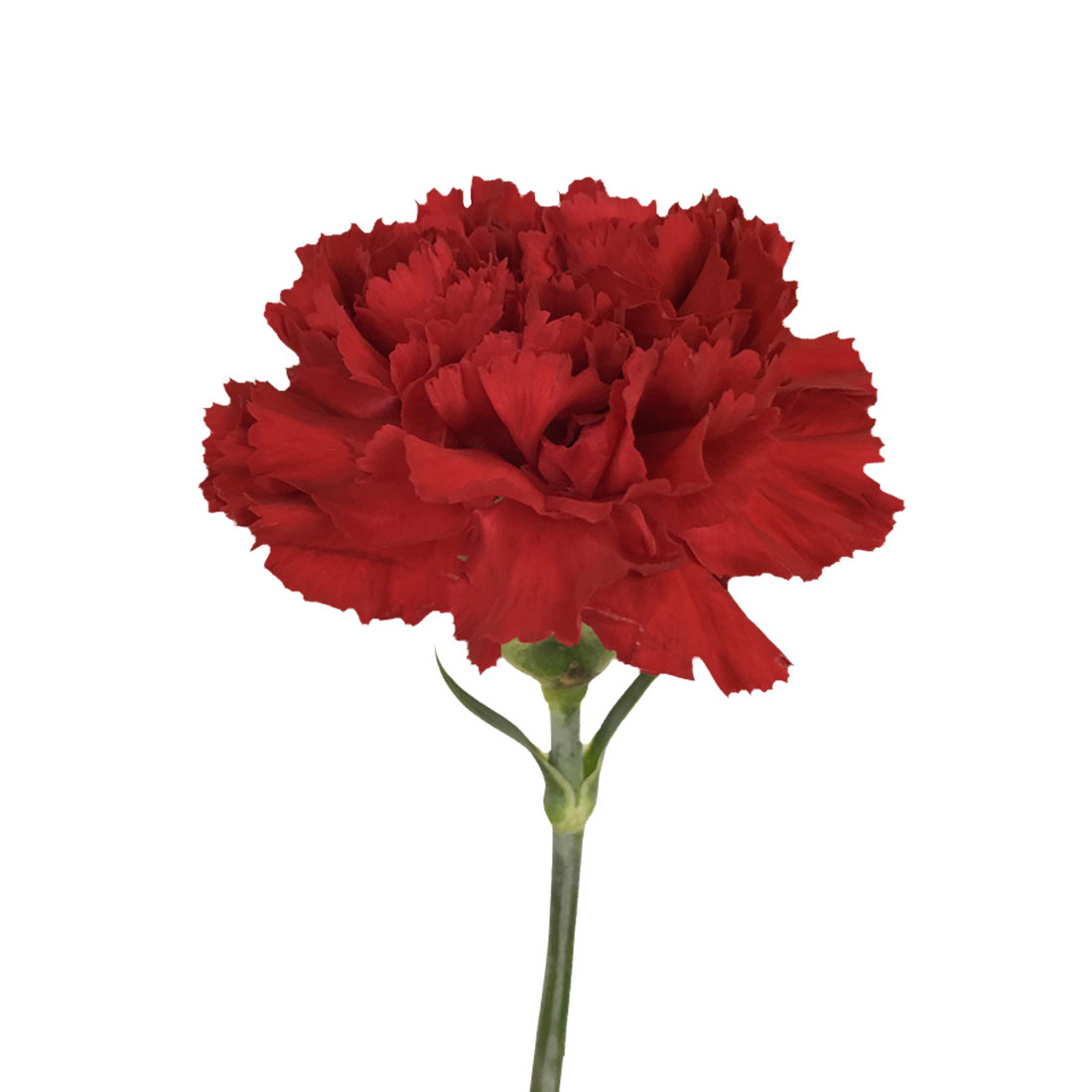 Carnation Wallpaper Flower Flowering Plant Plant Red Cut Flowers 3322 Wallpaperuse