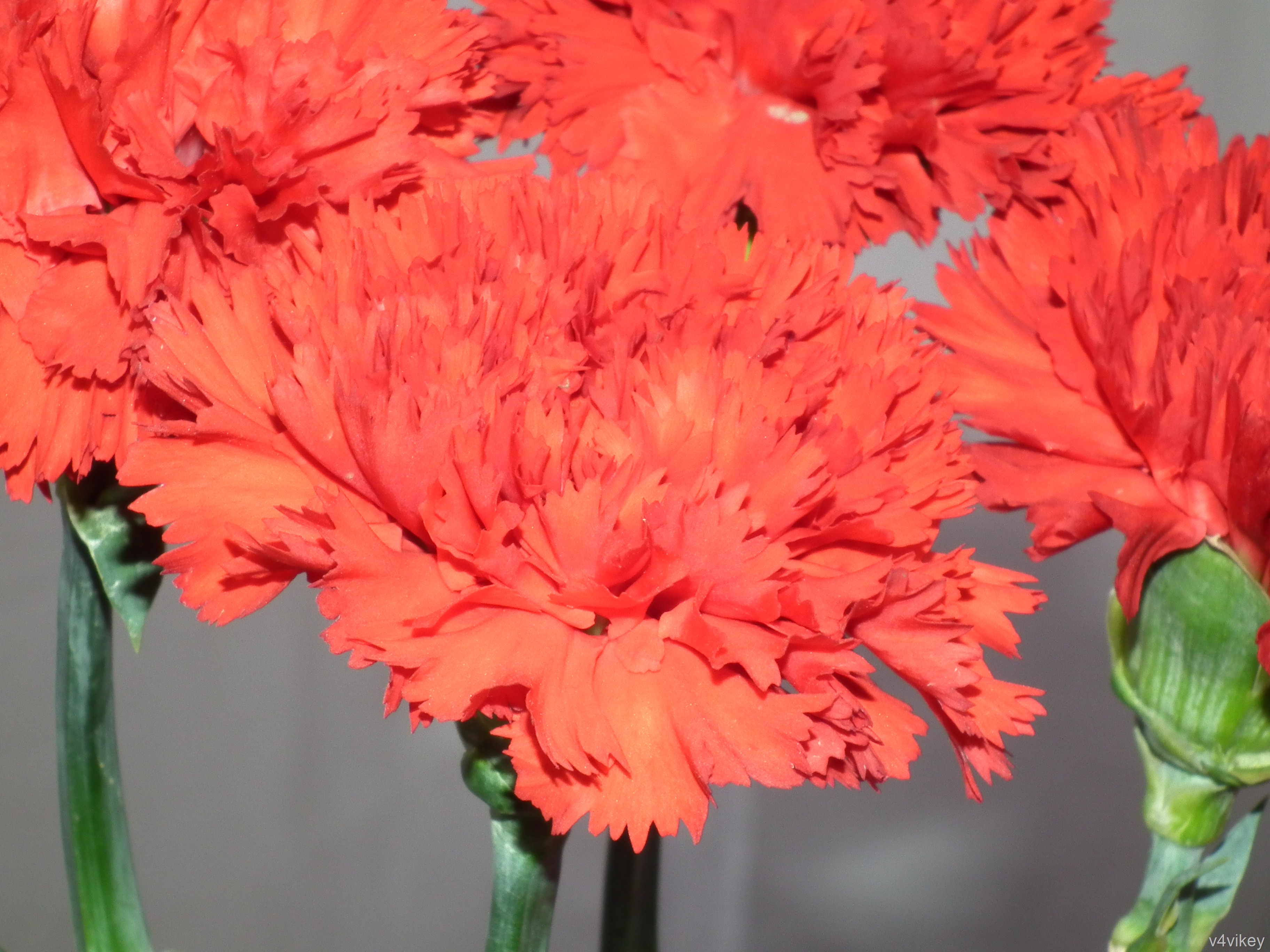 papel tapiz de clavel,flor,planta floreciendo,planta,cortar flores,naranja