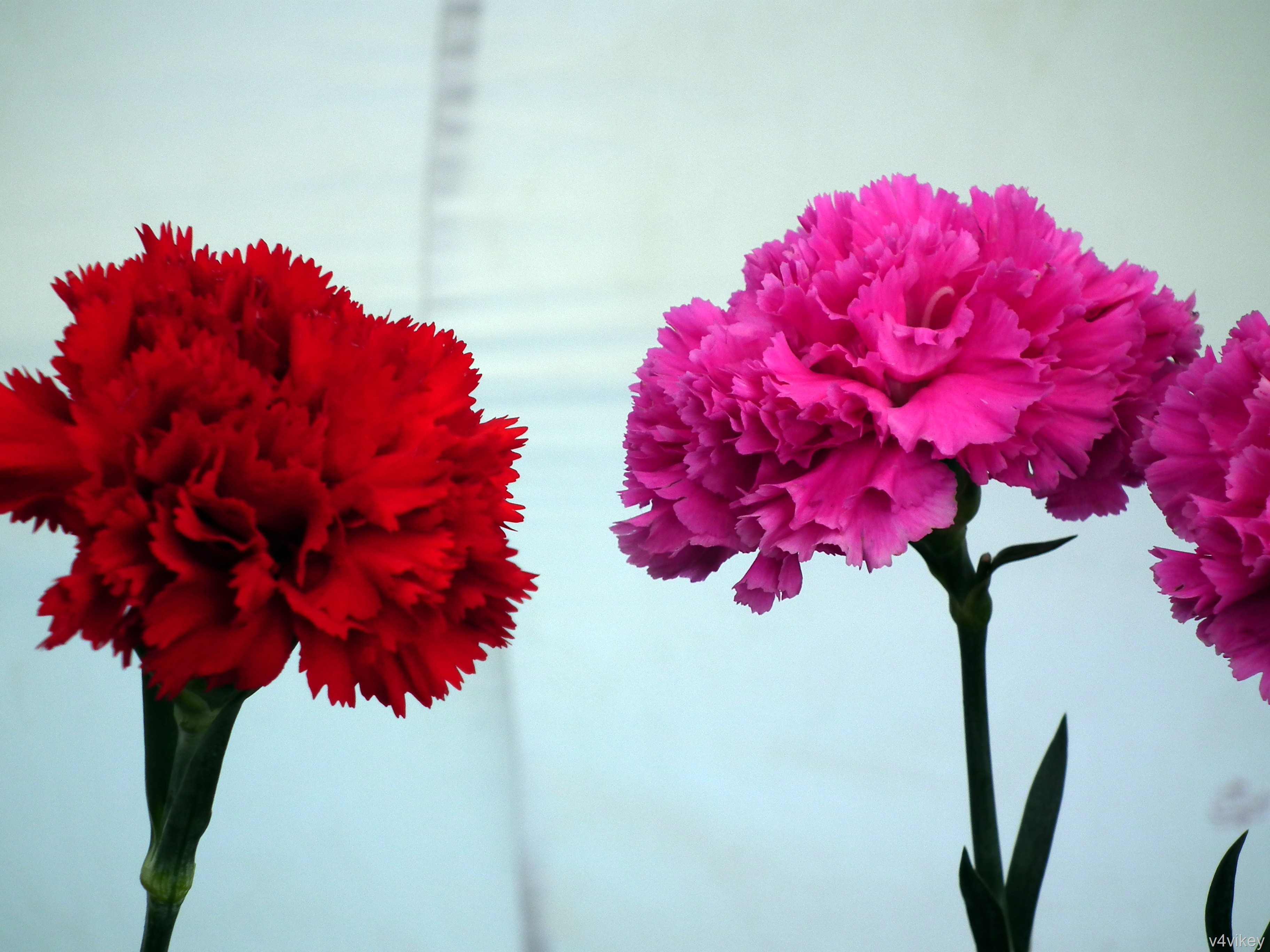 カーネーションの壁紙,花,開花植物,工場,切り花,花弁