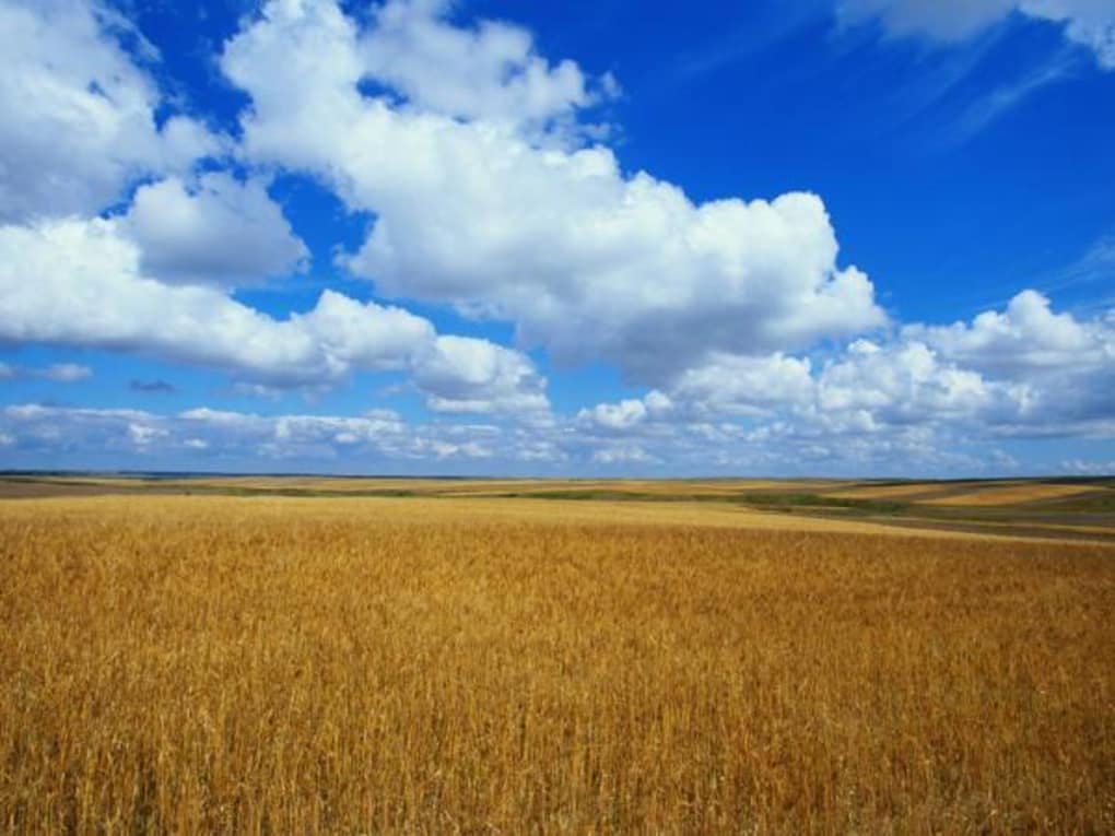 windows longhorn tapete,himmel,wiese,natürliche landschaft,feld,einfach