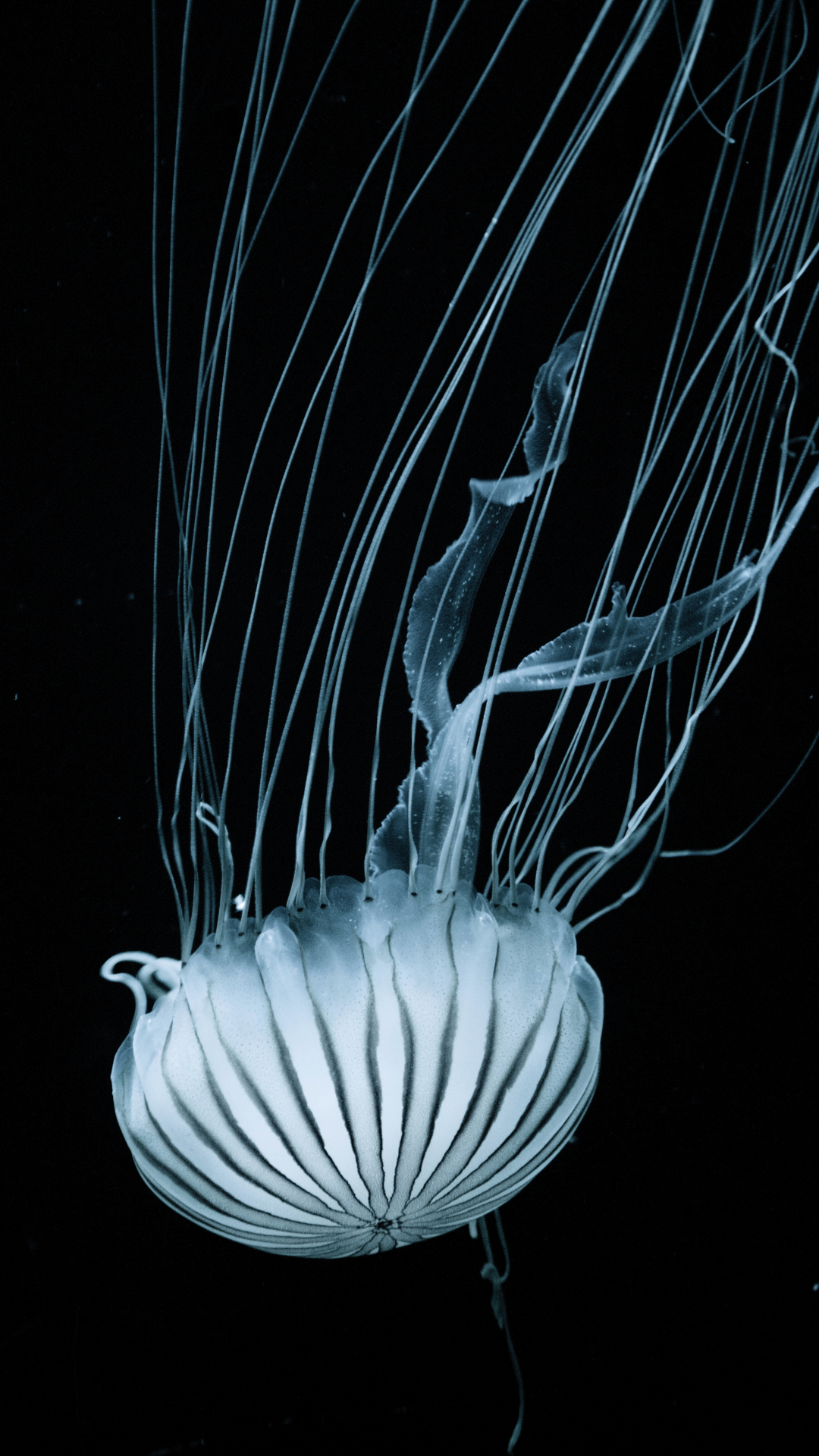 micro fond d'écran,cnidaria,invertébrés marins,méduse,invertébré,méduse boîte