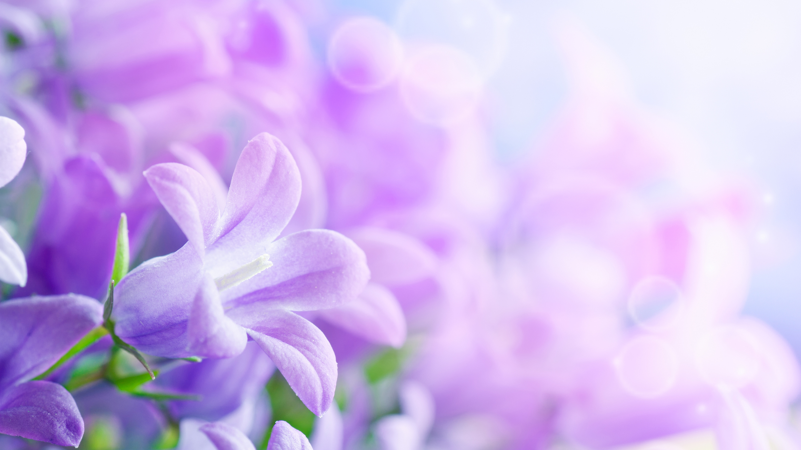 fond d'écran nom afifa,violet,violet,lilas,fleur,pétale