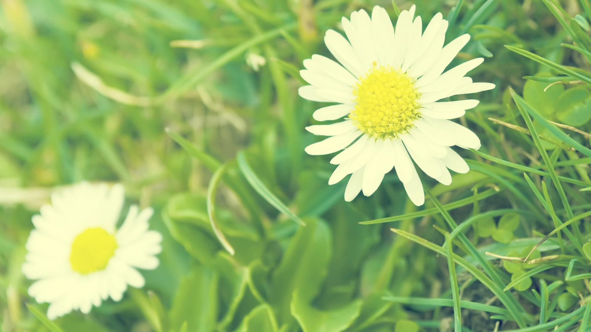 fond d'écran nom afifa,fleur,plante à fleurs,marguerite,marguerite marguerite,camomille