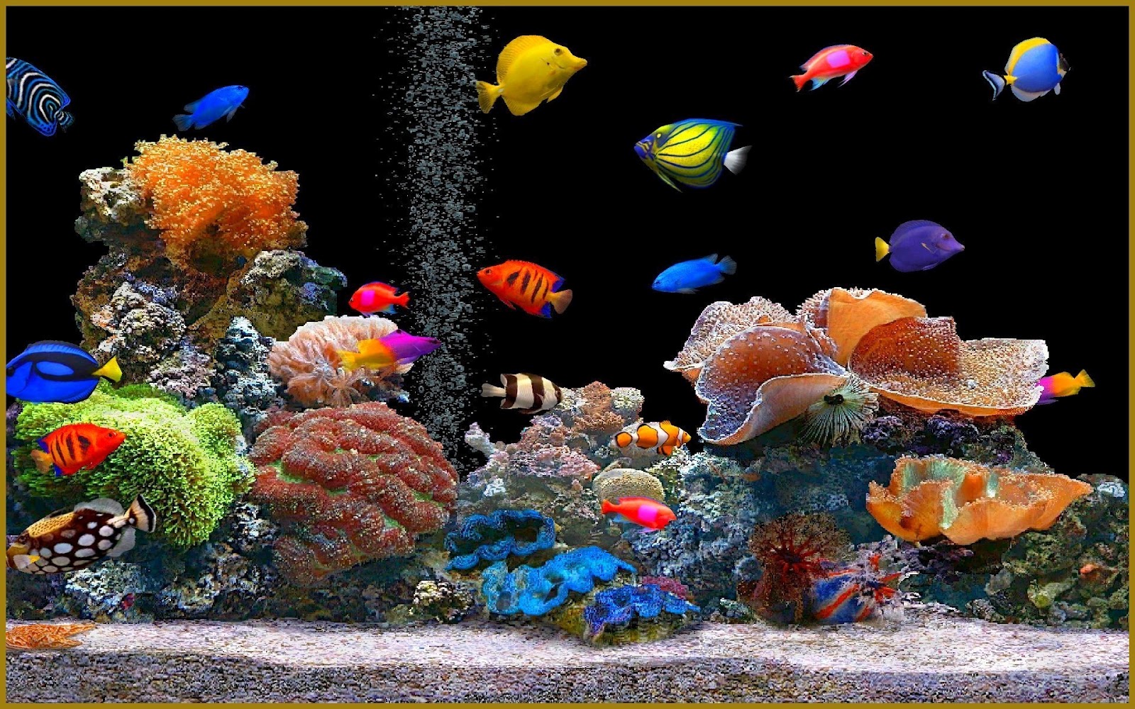 fondo de pantalla 3d hareketli,arrecife,arrecife de coral,coral pedregoso,acuario,biología marina