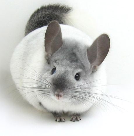 Chinchilla Wallpaper Mammal Vertebrate Chinchilla Rodent Rat 5792 Wallpaperuse