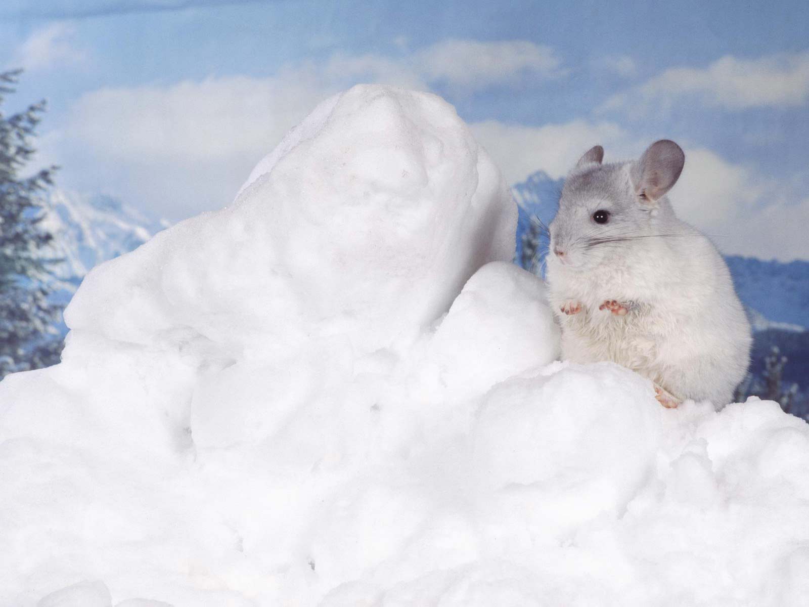 Chinchilla Chinchilla In The Snow WallpaperUse