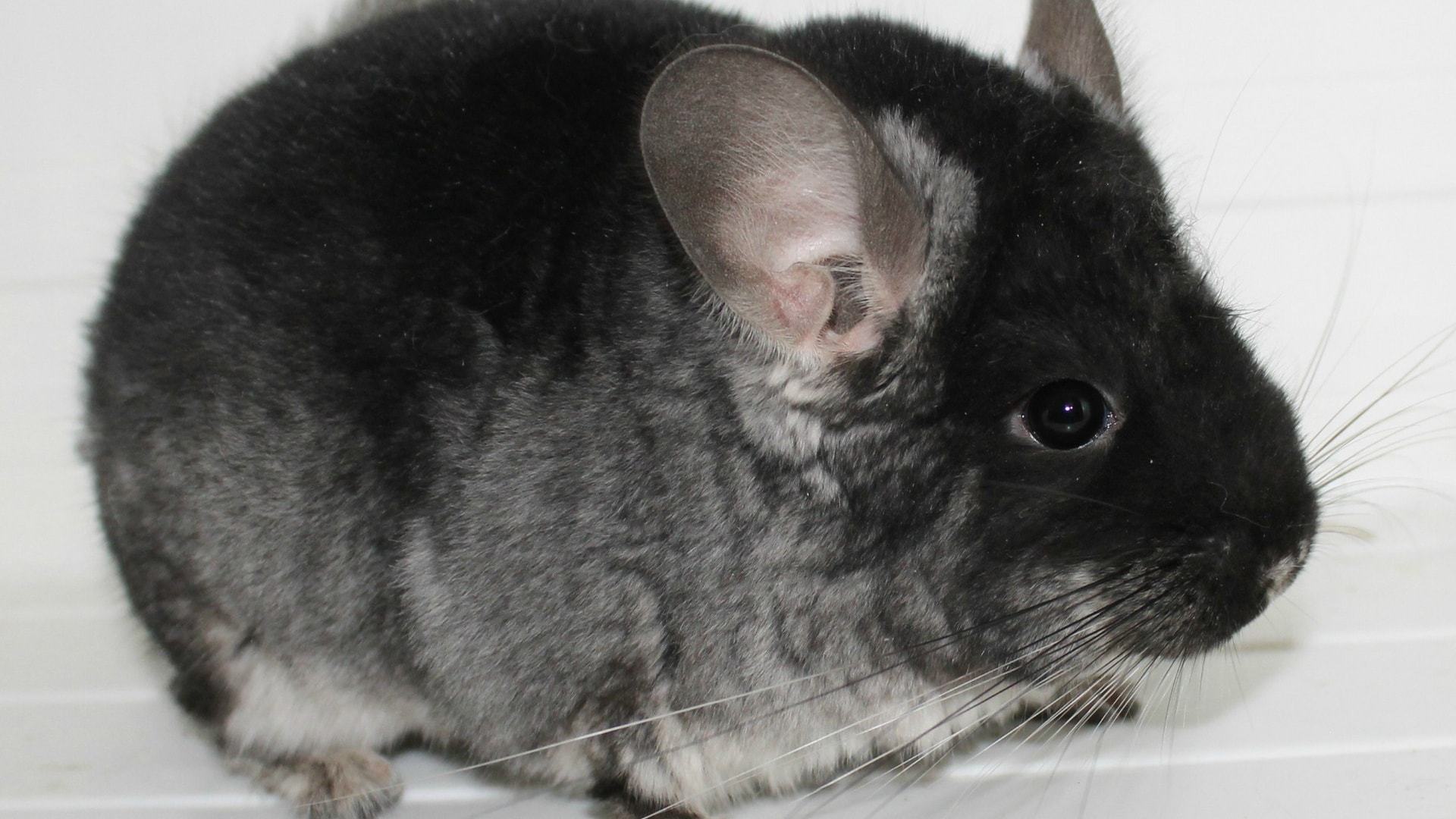 papier peint chinchilla,lapin domestique,chinchilla,lapin,rongeur,lapins et lièvres