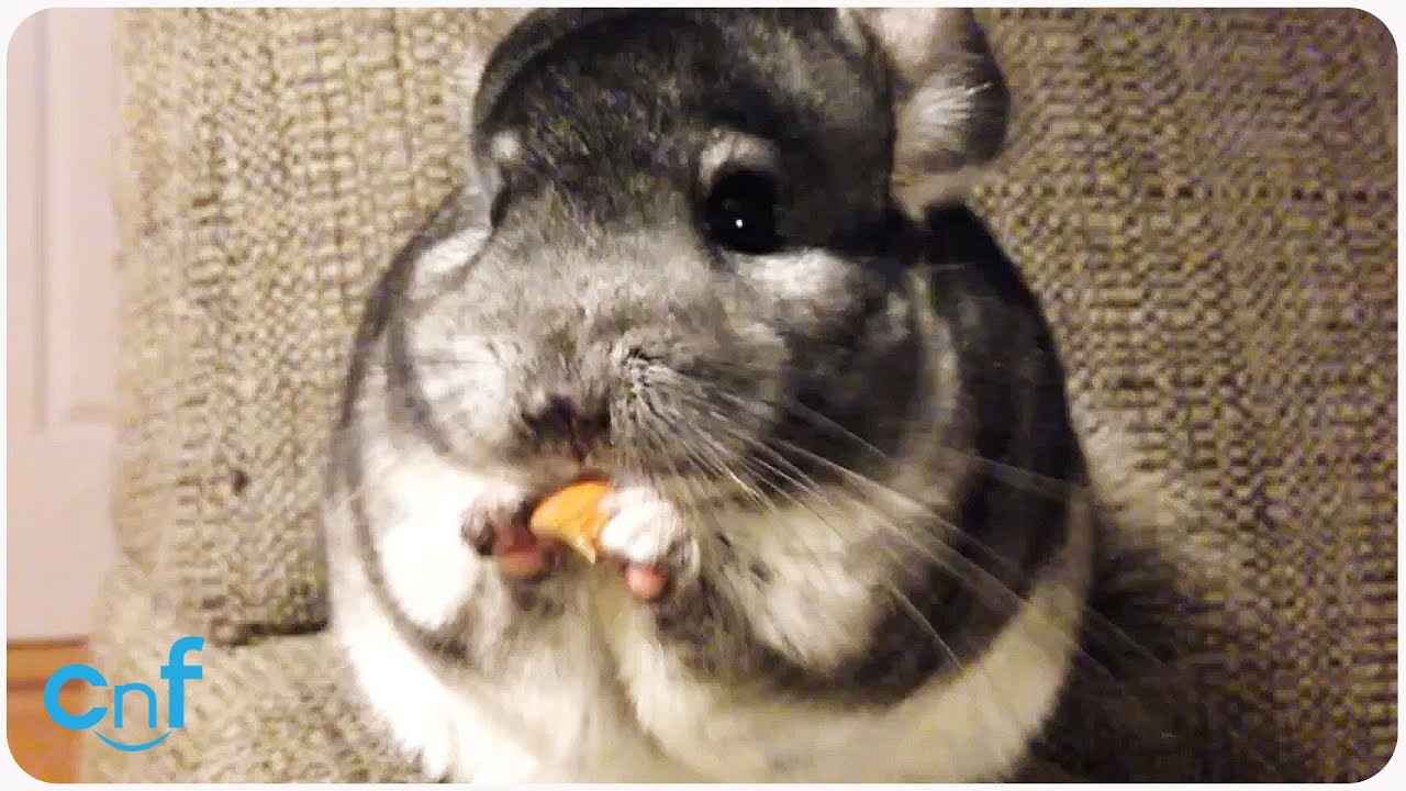 chinchilla tapete,chinchilla,nagetier,ratte,hamster,rennmaus