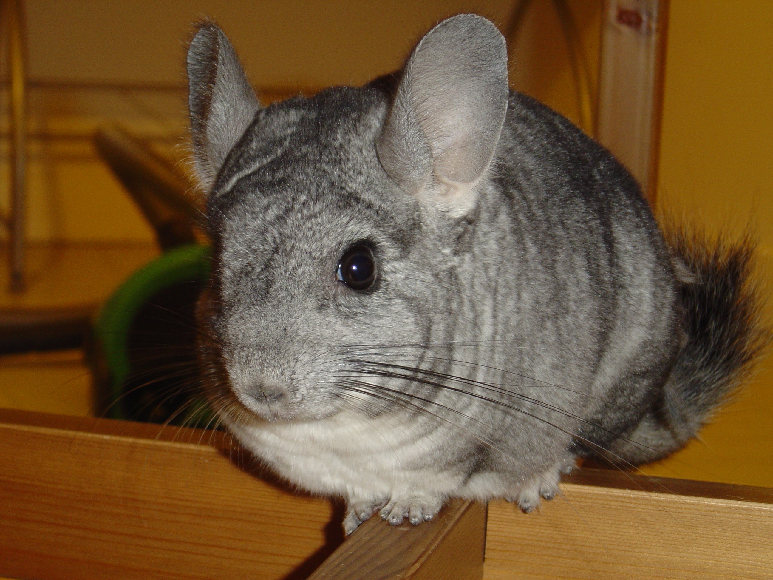 Chinchilla Wallpaper Mammal Vertebrate Chinchilla Rodent Degu 5815 Wallpaperuse