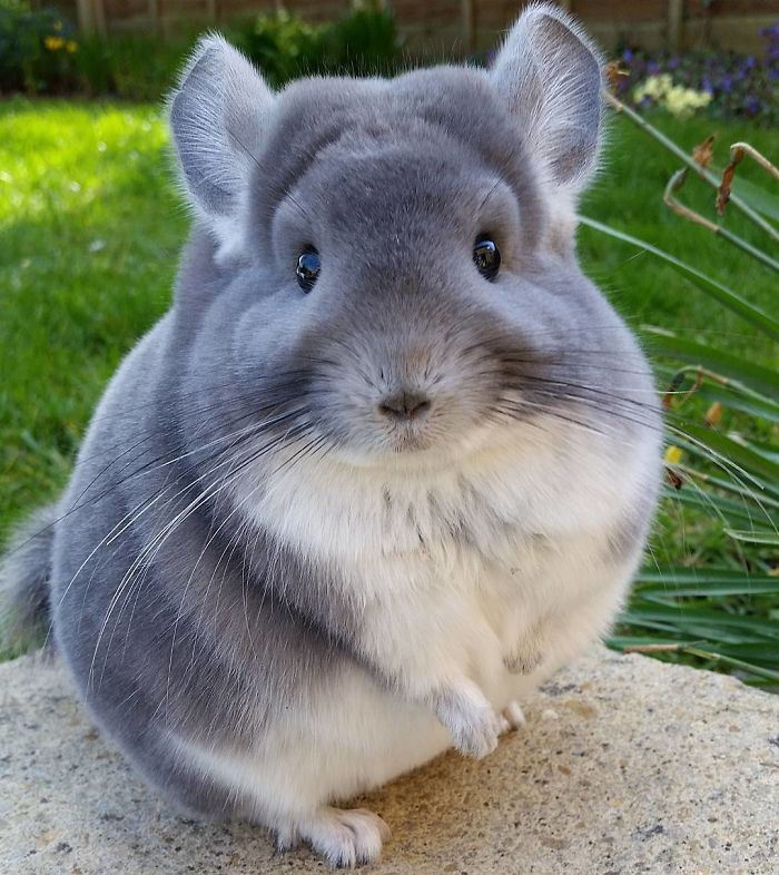 Chinchillas Cute- WallpaperUse