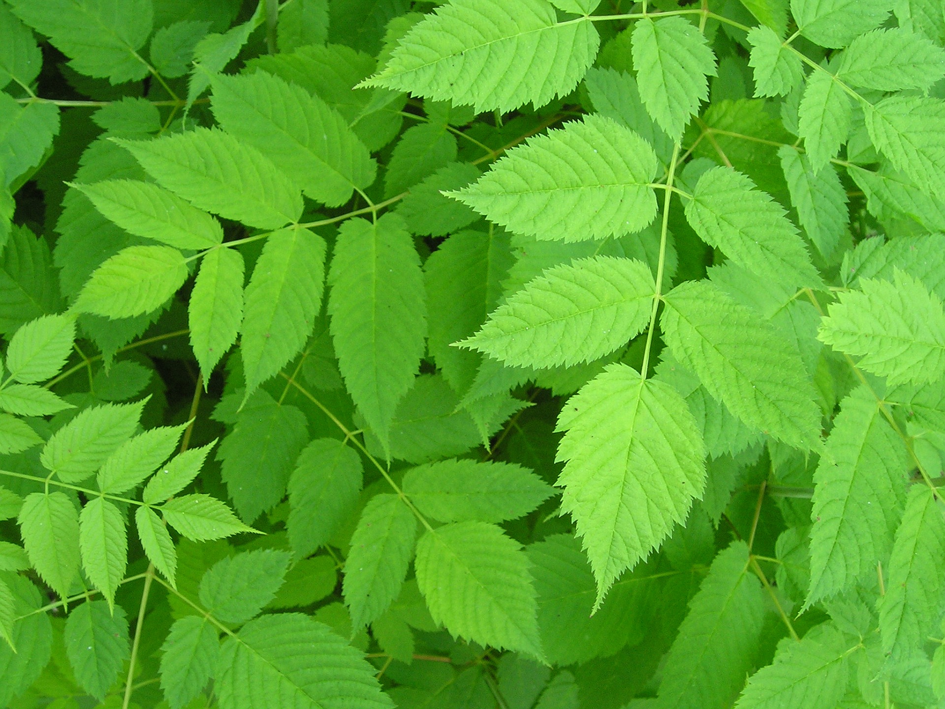 grüne pflanzentapete,blatt,pflanze,blume,baum,blühende pflanze