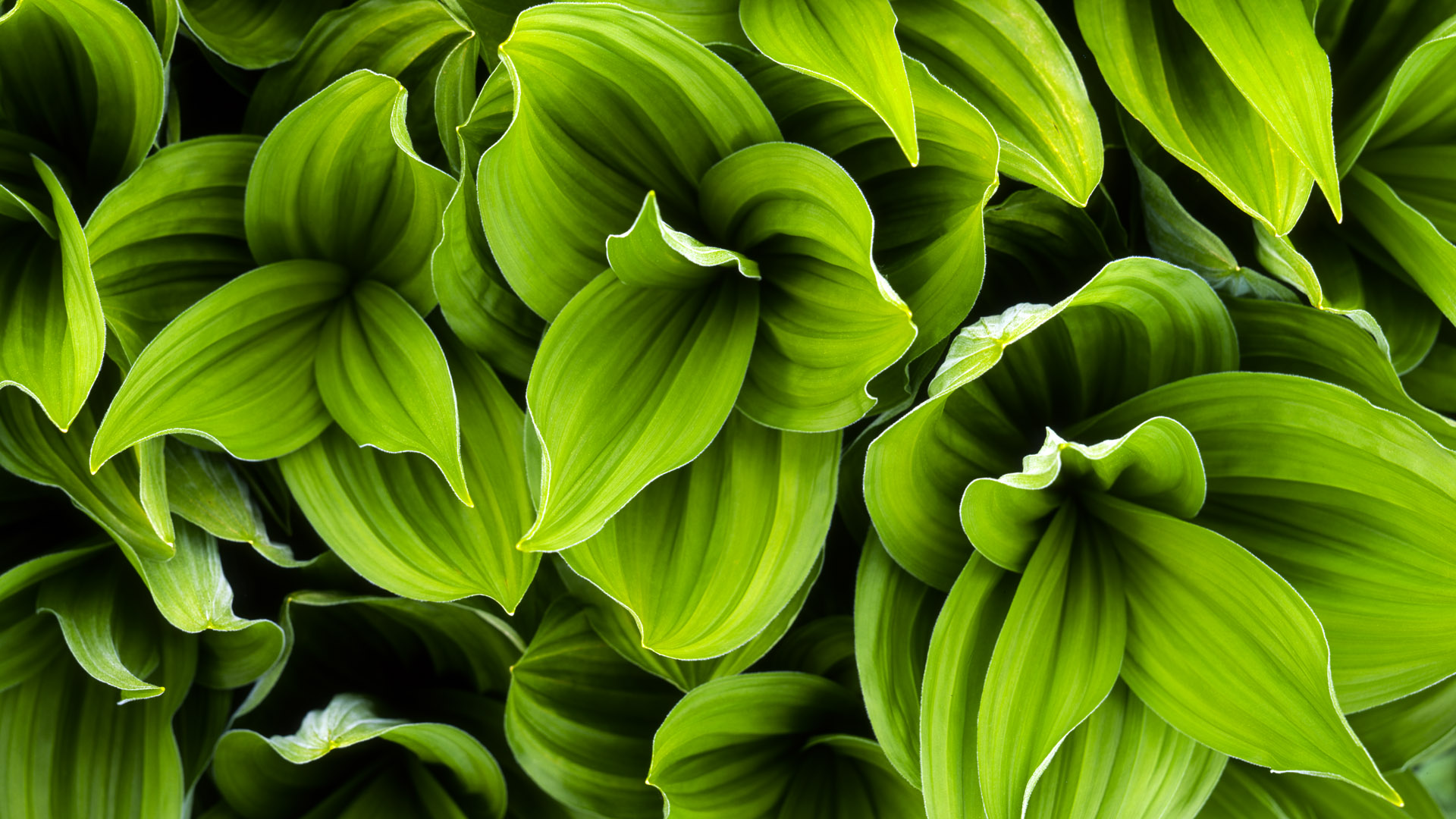 green plant wallpaper,green,leaf,plant,flower,flowering plant