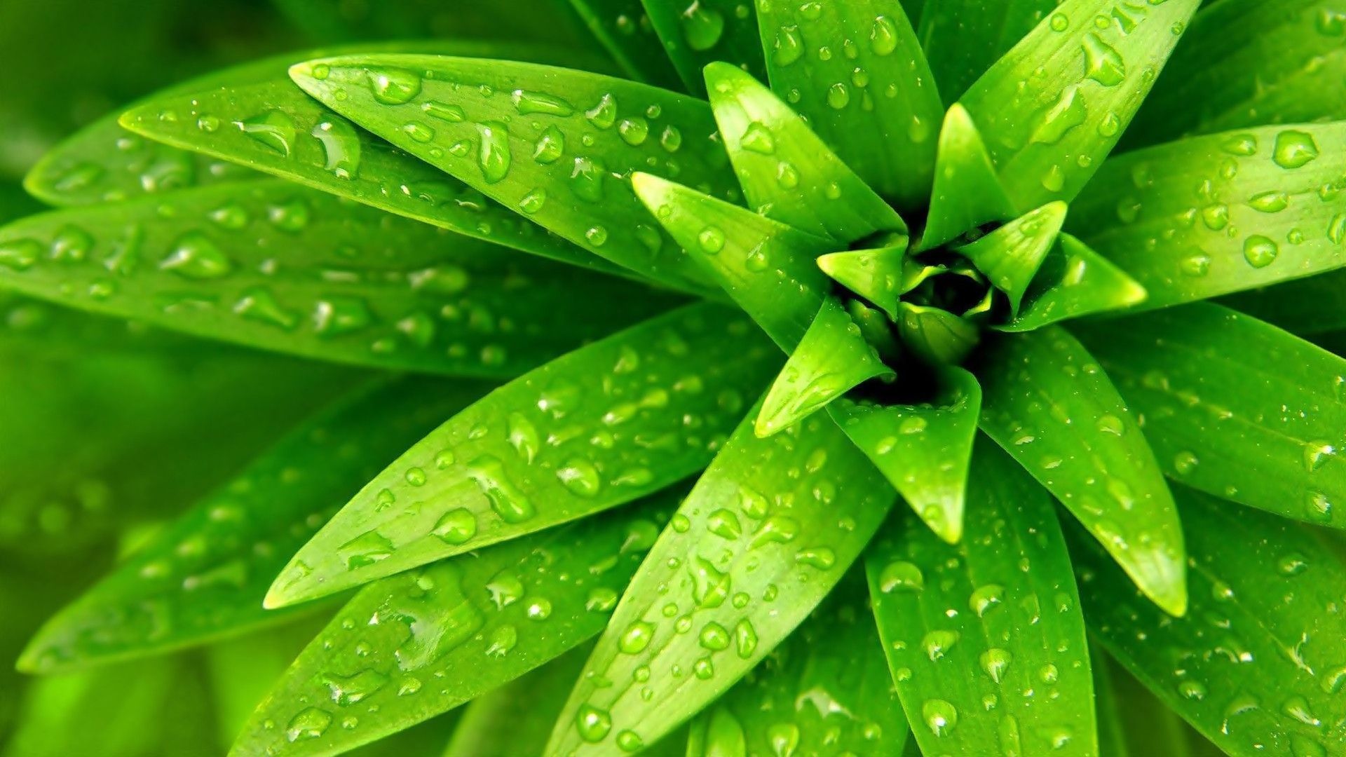 grüne pflanzentapete,blatt,tau,wasser,grün,feuchtigkeit