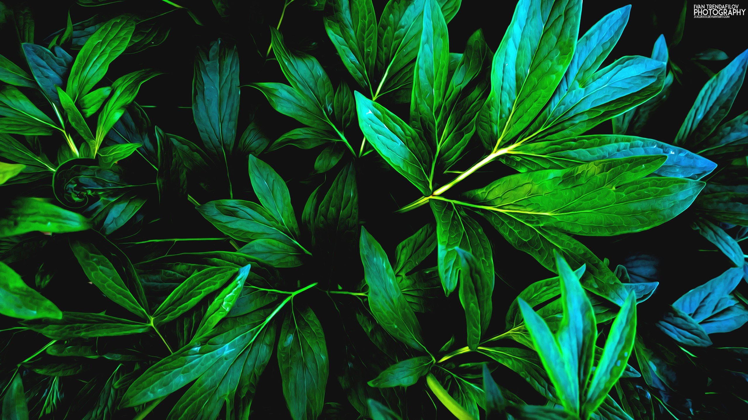 green plant wallpaper,leaf,green,plant,flower,botany