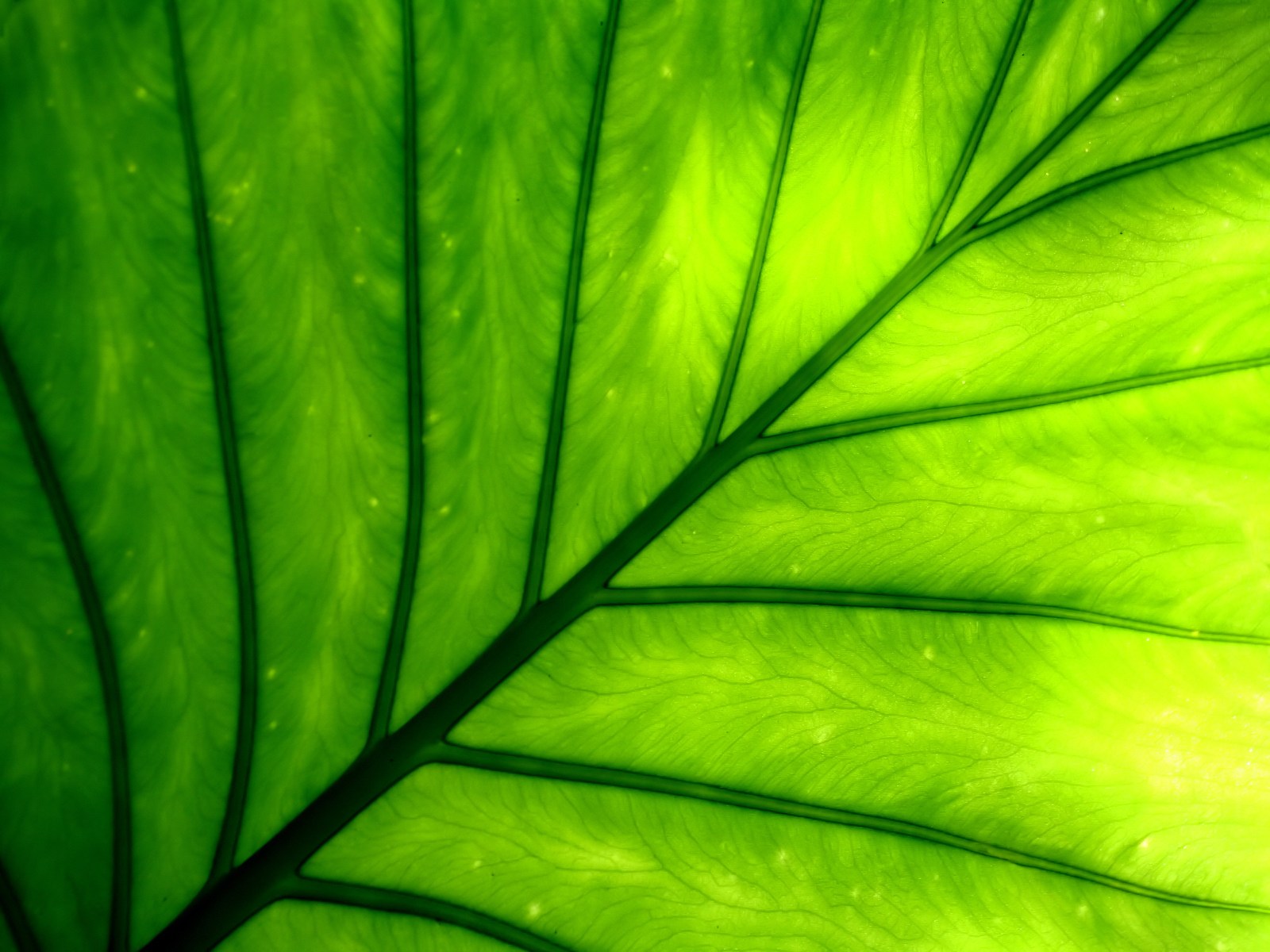 green plant wallpaper,green,leaf,vegetation,nature,plant