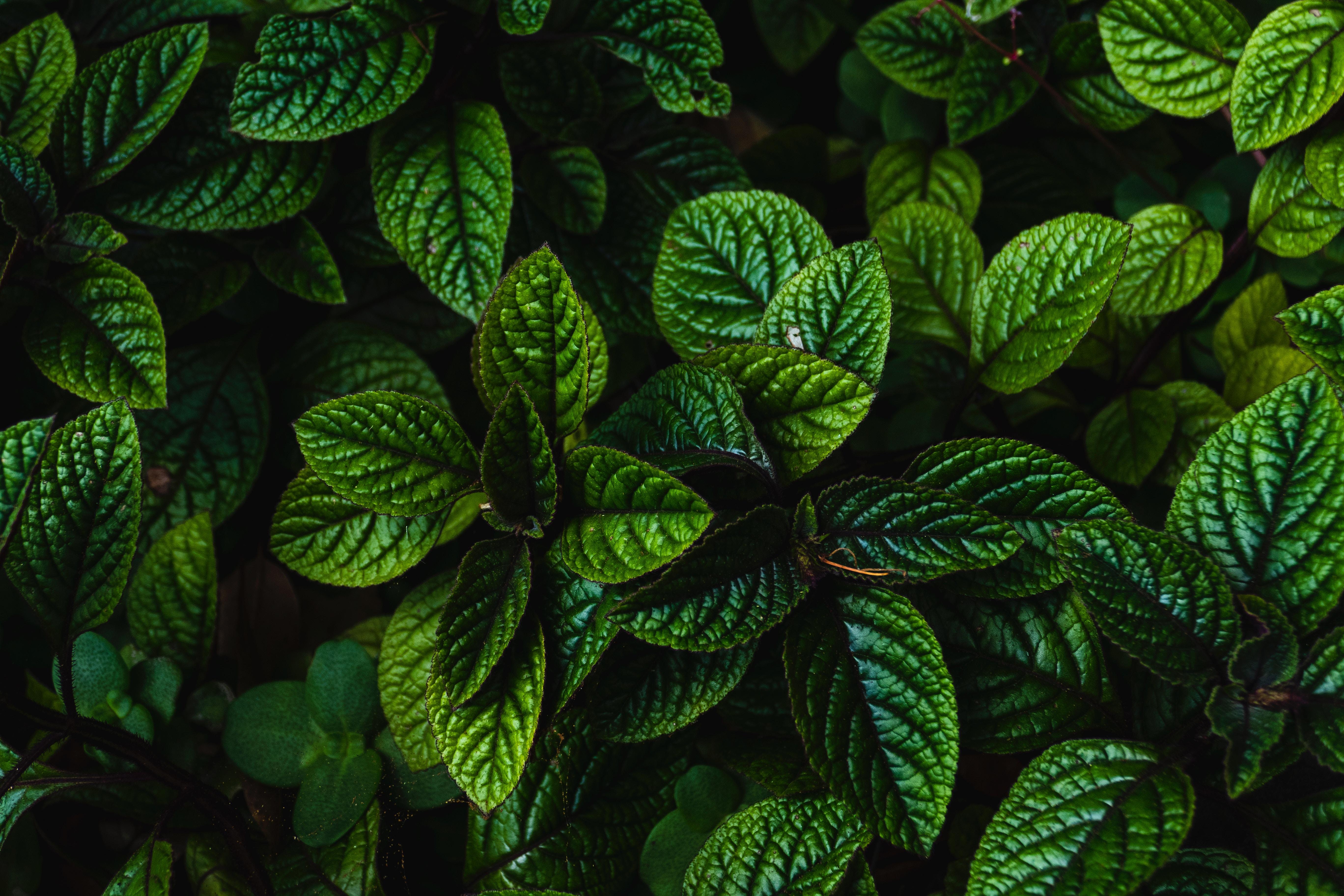 緑の植物の壁紙,緑,葉,工場,花,ハーブ