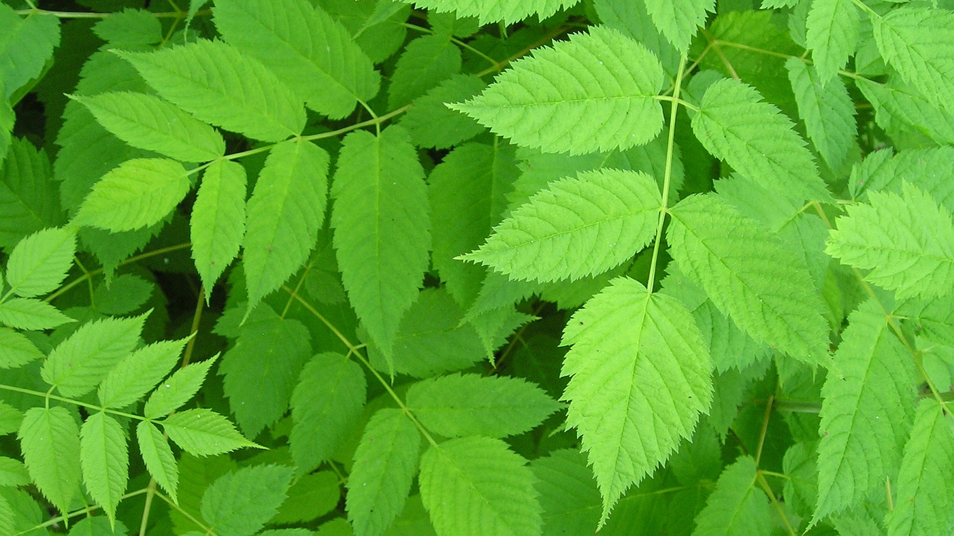 carta da parati pianta verde,foglia,pianta,fiore,albero,pianta fiorita