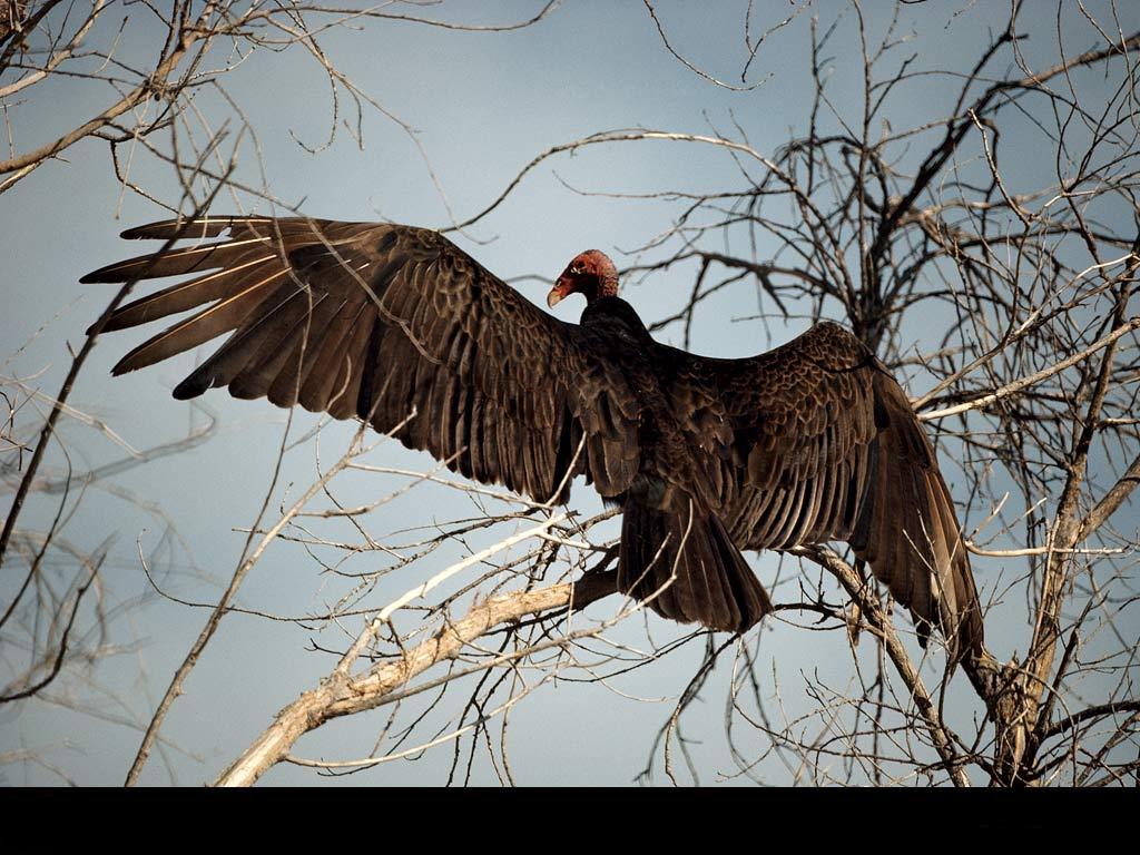 vulture wallpaper,turkey vulture,bird,branch,tree,bird of prey