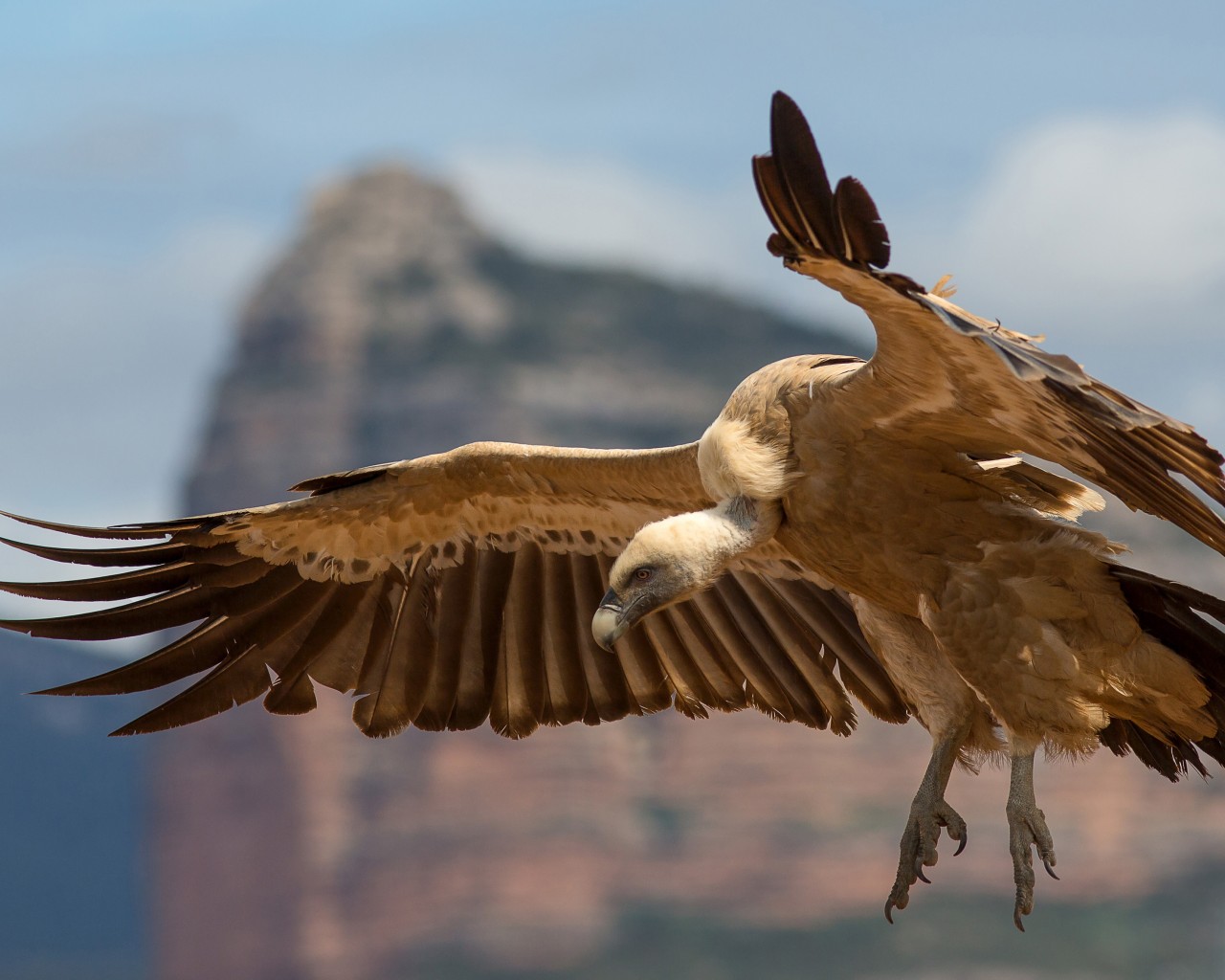 fondo de pantalla buitre,pájaro,ave de rapiña,ala,accipitriformes,águila
