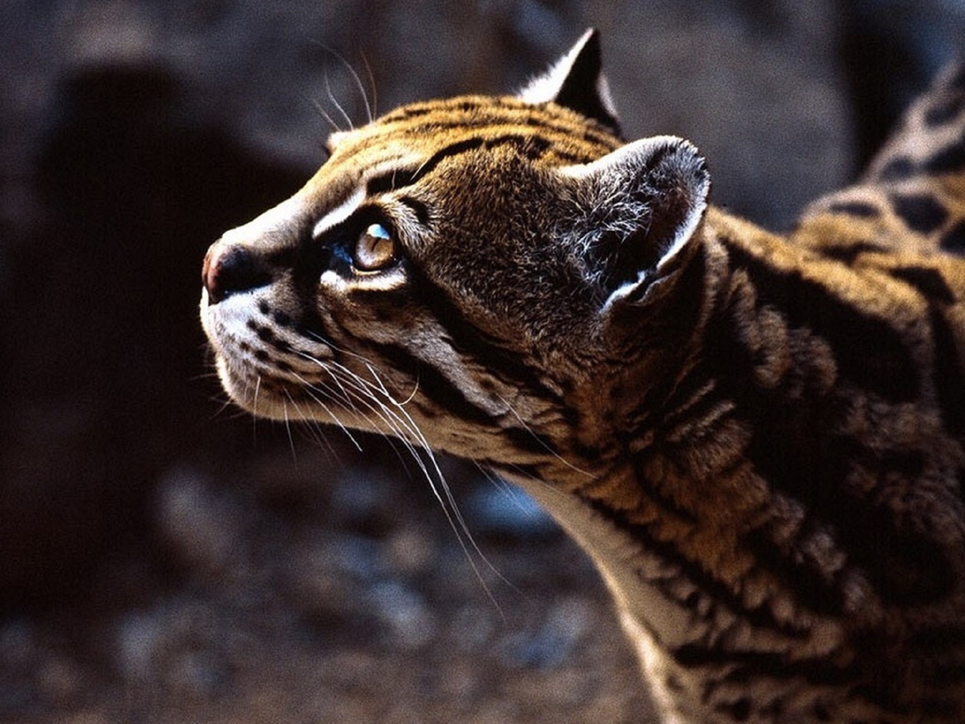 carta da parati ocelot