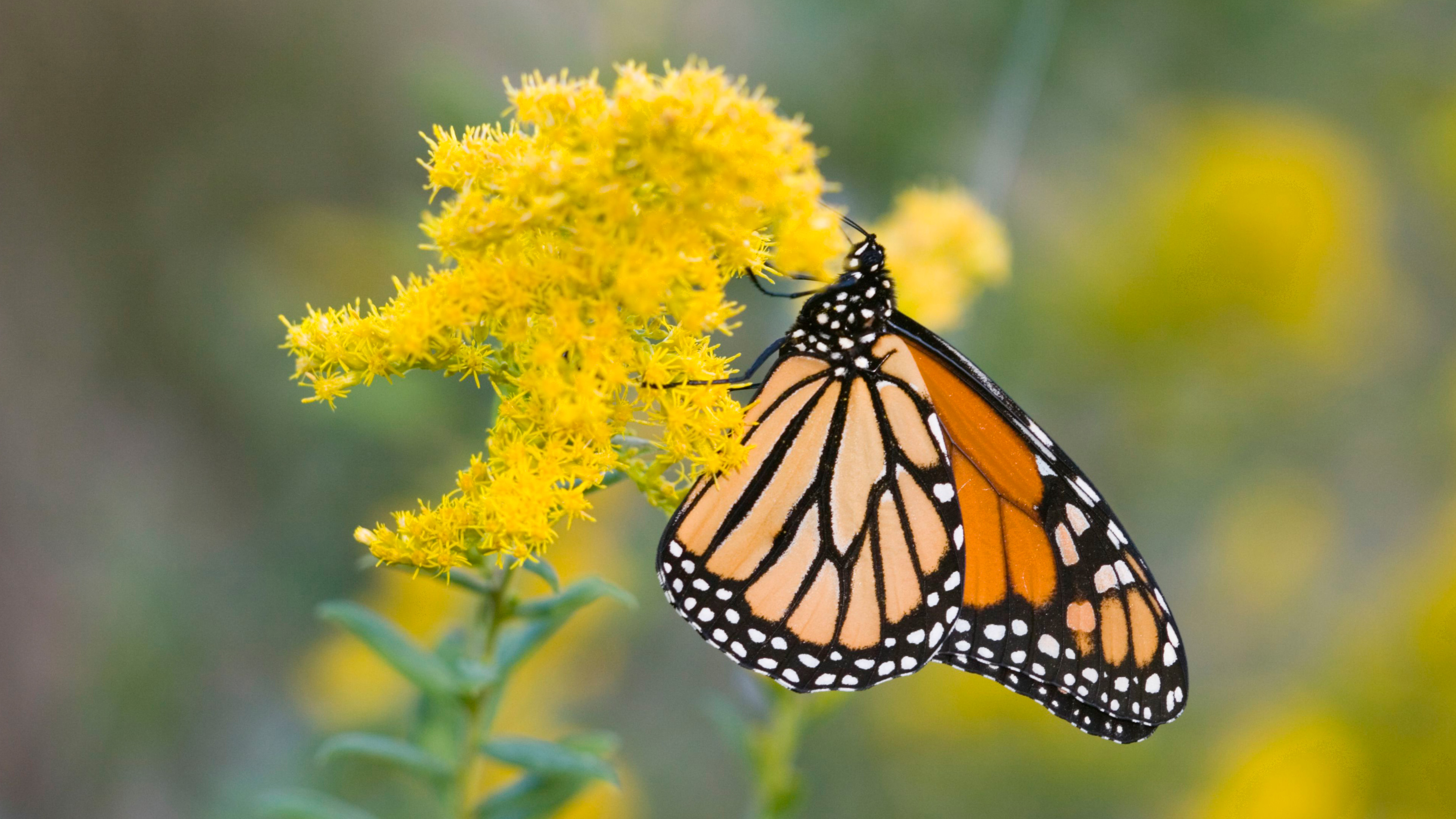 monarch wallpaper,moths and butterflies,butterfly,monarch butterfly,cynthia (subgenus),insect