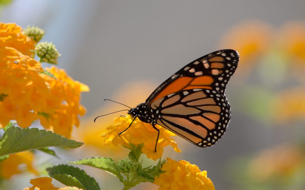 fondo de pantalla monarca,polillas y mariposas,mariposa,cynthia subgenus,mariposa monarca,insecto