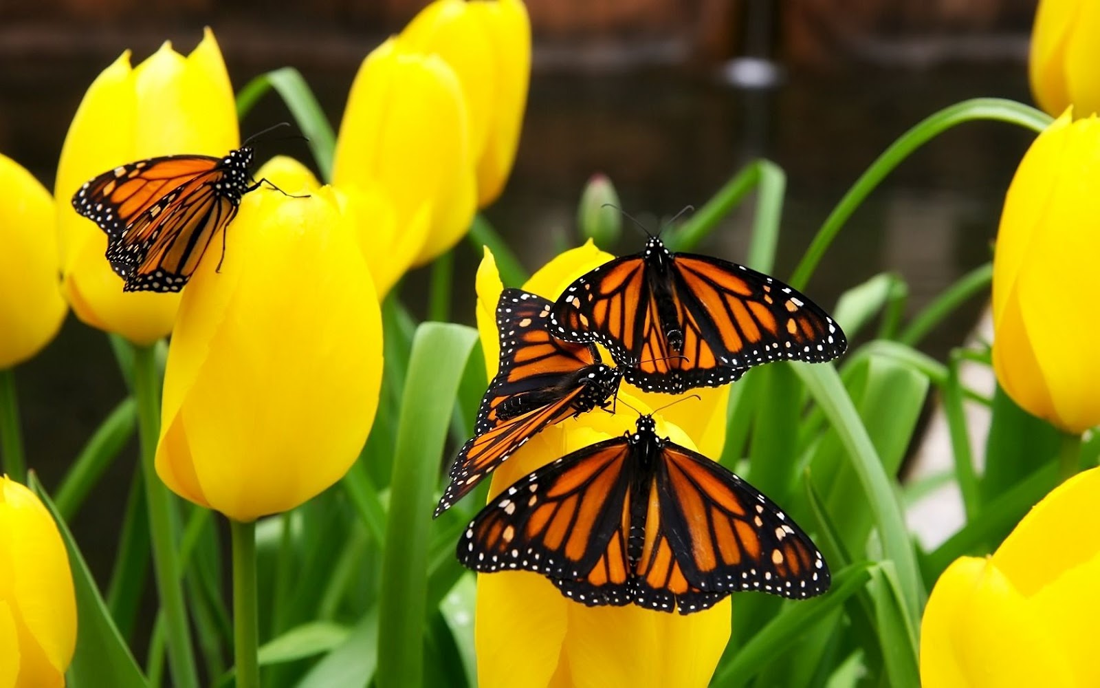 fond d'écran monarque,papillon,papillon monarque,insecte,papillons et papillons,papillon vice roi
