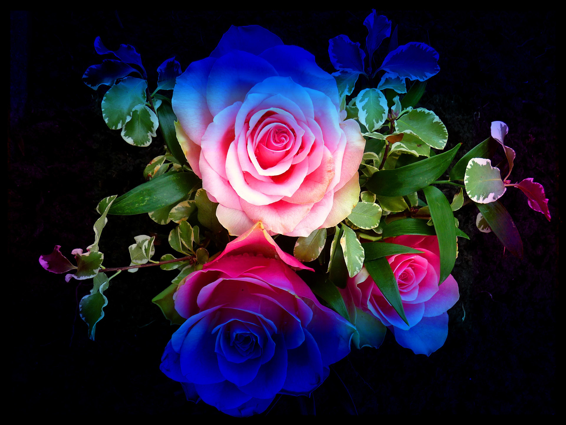 bonita rosa fondos de pantalla,flor,rosa,rosas de jardín,rosado,familia rosa