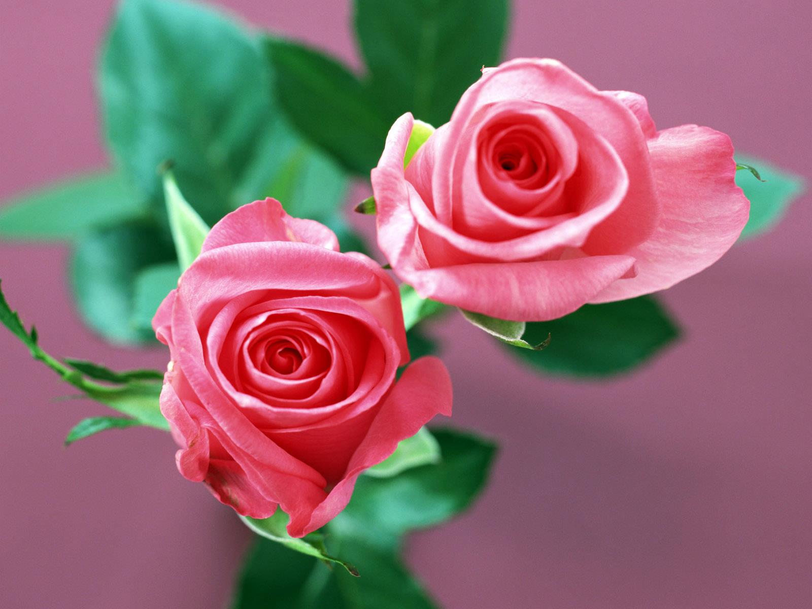 bonita rosa fondos de pantalla,flor,planta floreciendo,rosas de jardín,rosado,rosa