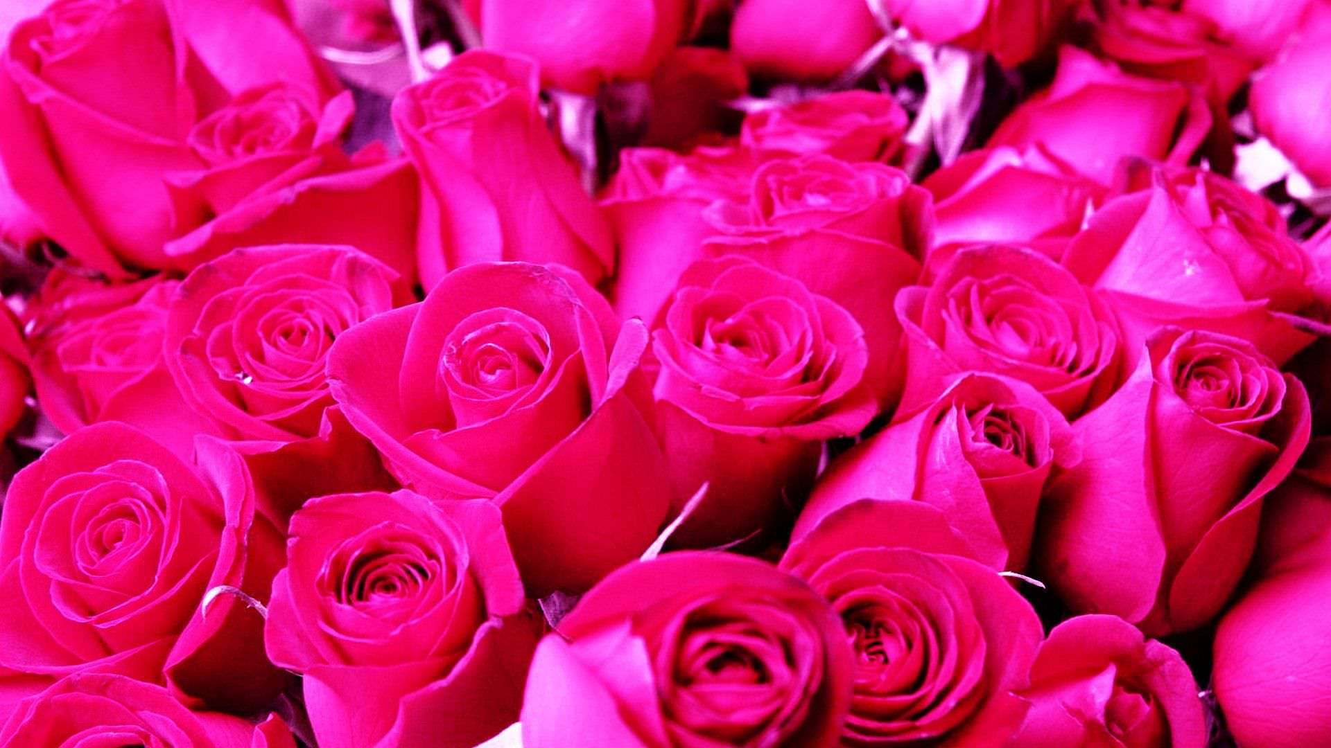 プリティローズ壁紙,花,庭のバラ,開花植物,ローズ,ピンク
