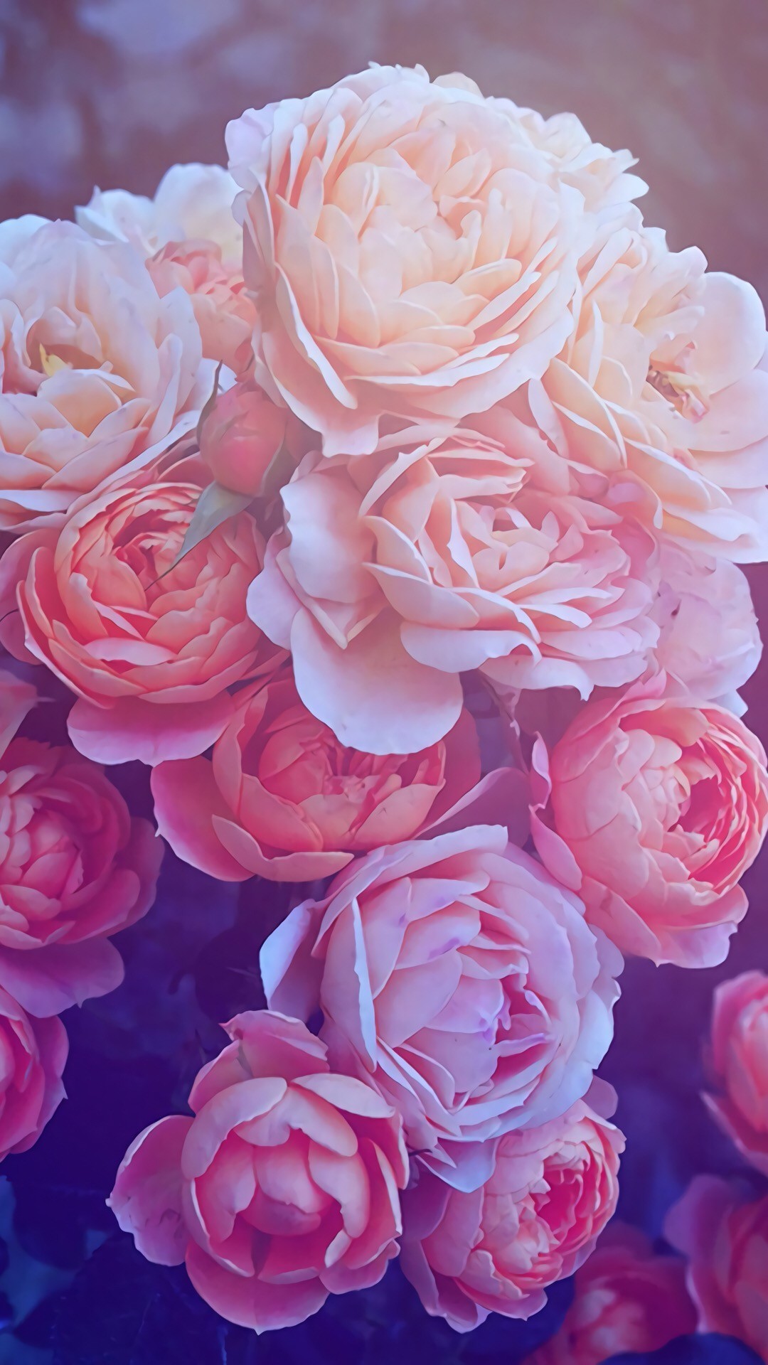 プリティローズ壁紙,花,庭のバラ,開花植物,ジュリア・チャイルド・ローズ,ローズ