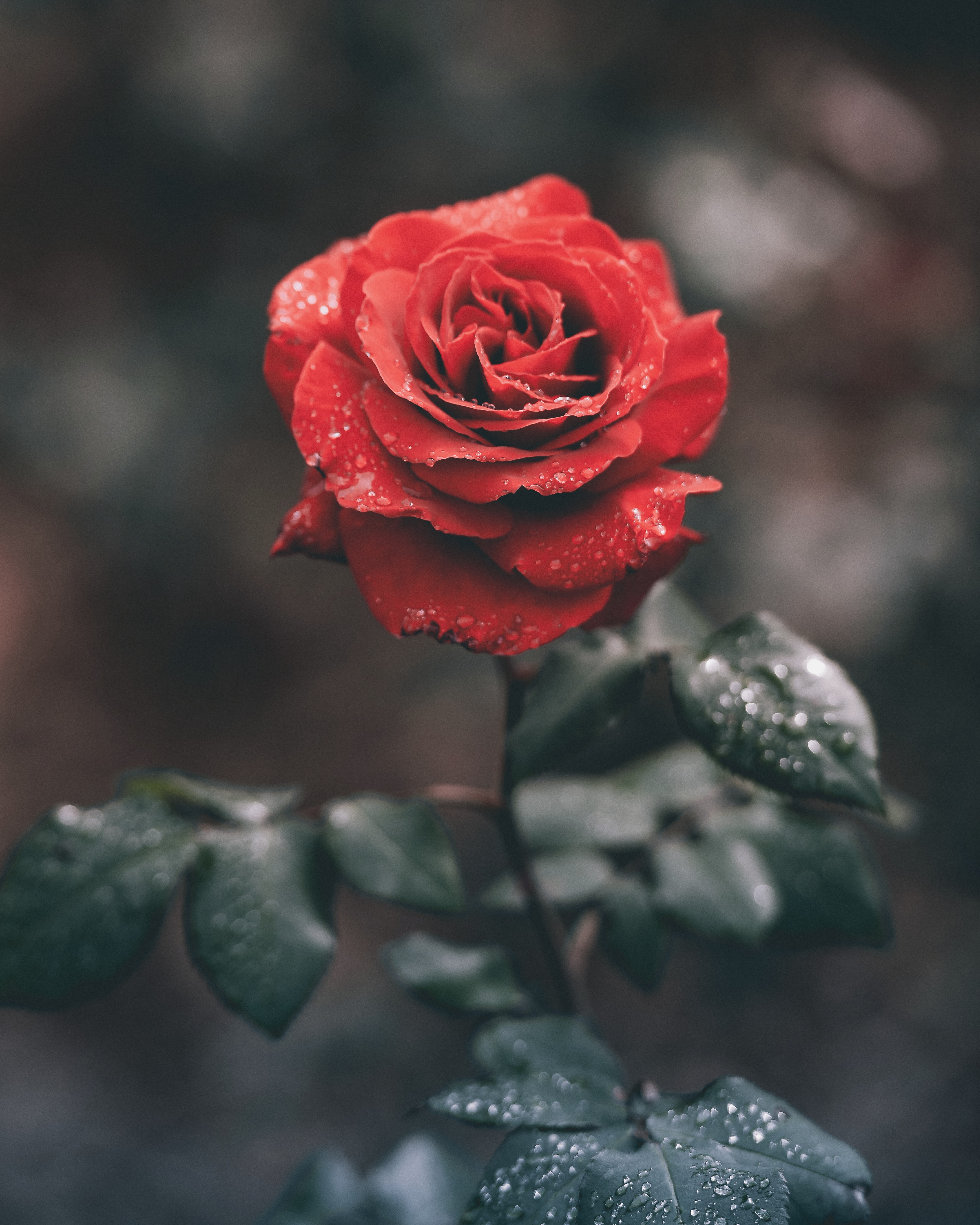 hübsche rosentapeten,blume,blühende pflanze,julia kind stand auf,gartenrosen,rot