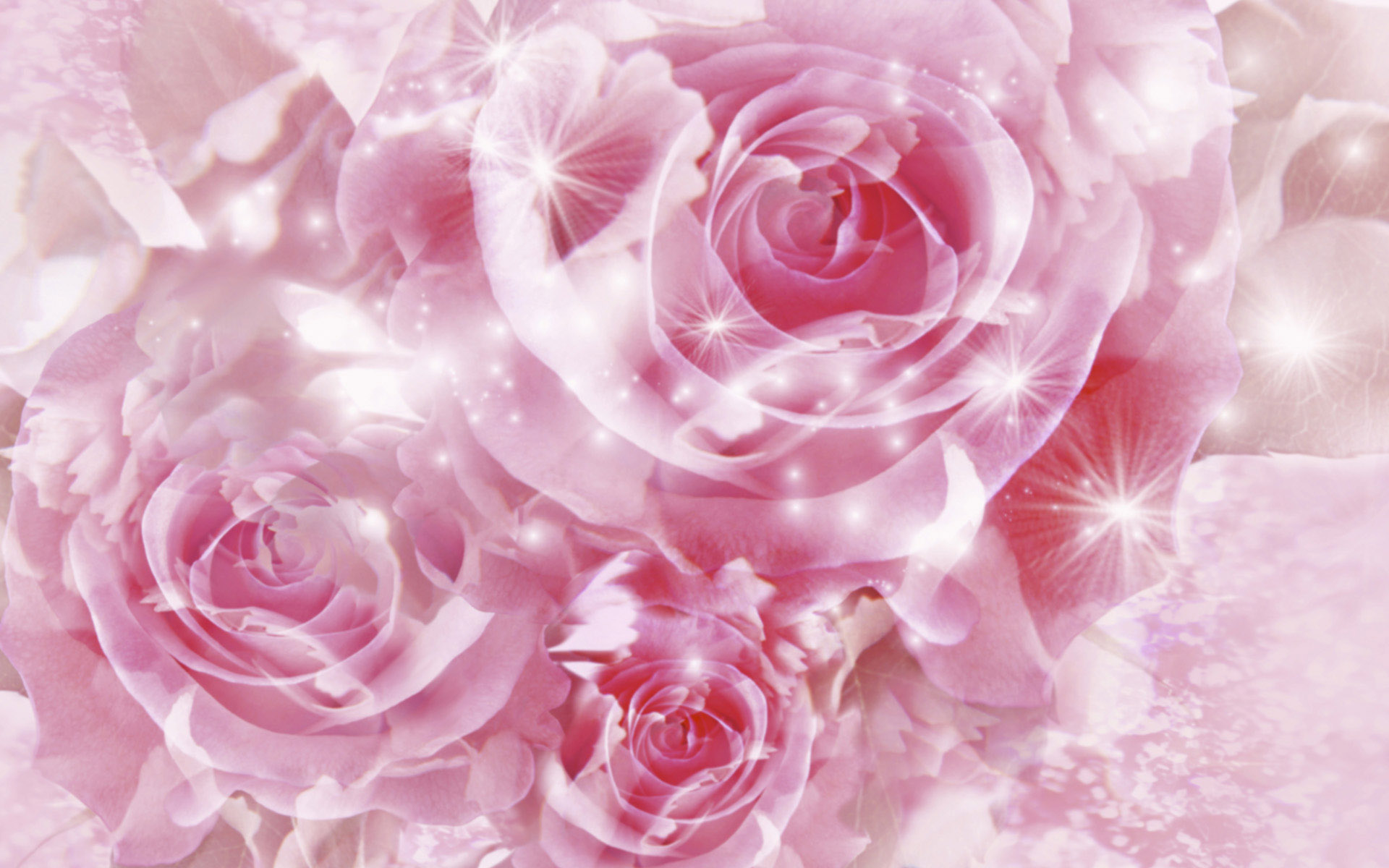 プリティローズ壁紙,庭のバラ,ピンク,ローズ,花,バラ科