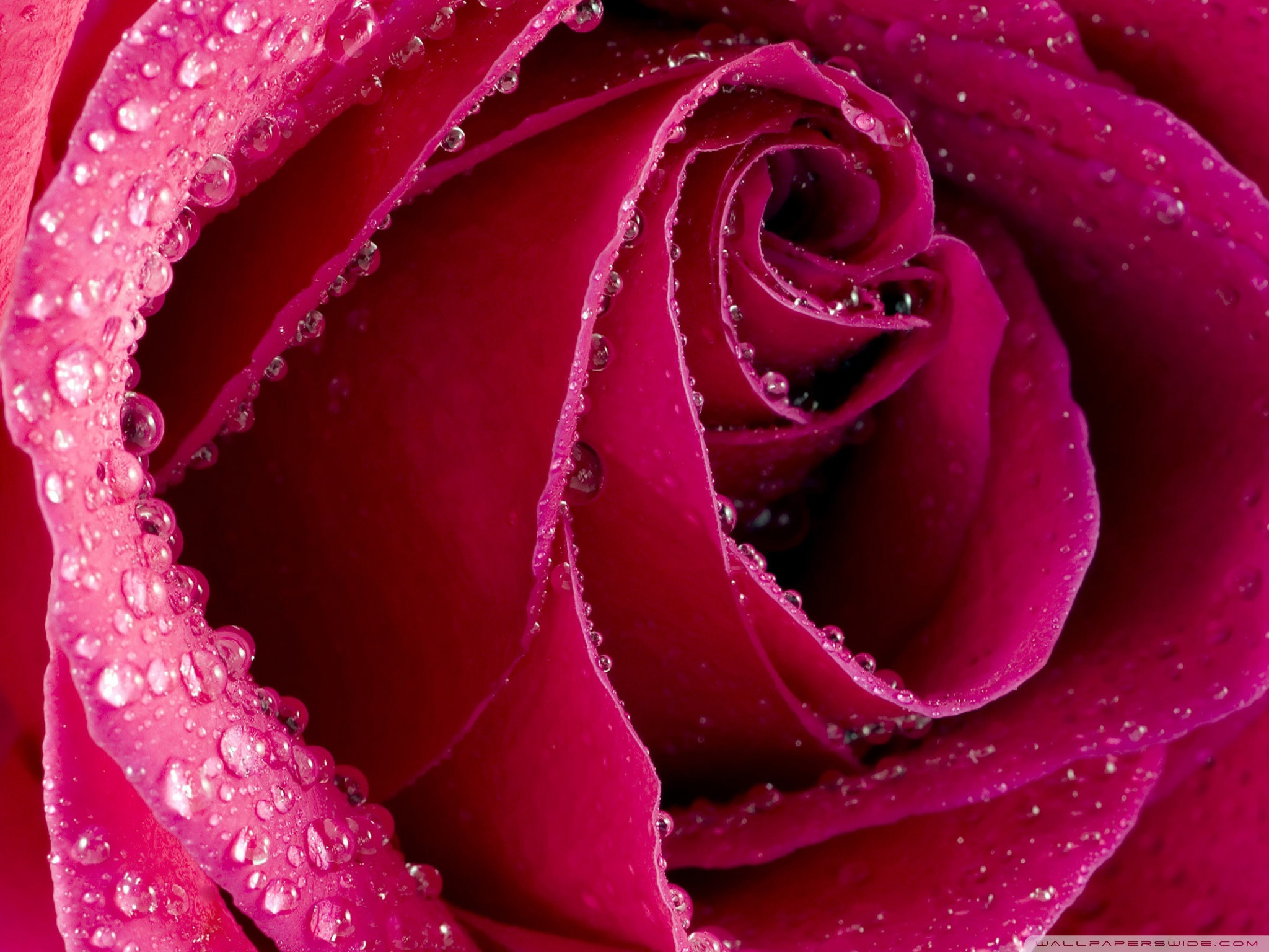 pretty rose wallpapers,garden roses,rose,pink,water,petal