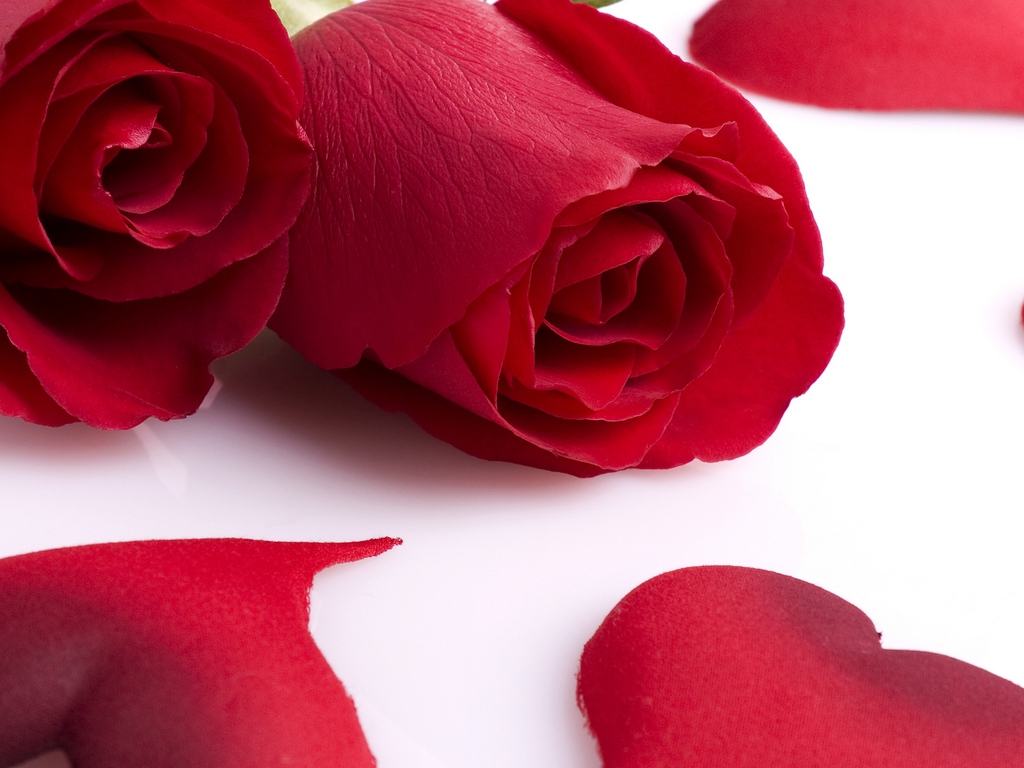 pretty rose wallpapers,garden roses,red,petal,rose,flower