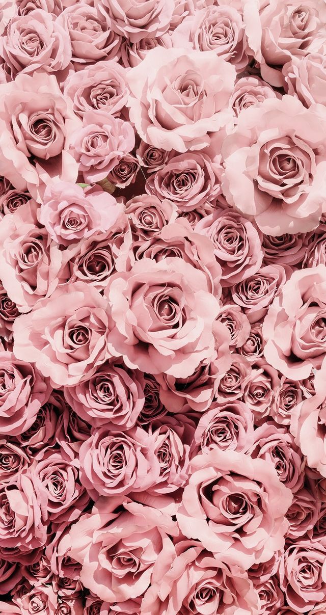 pretty rose wallpapers,flower,rose,garden roses,pink,floribunda