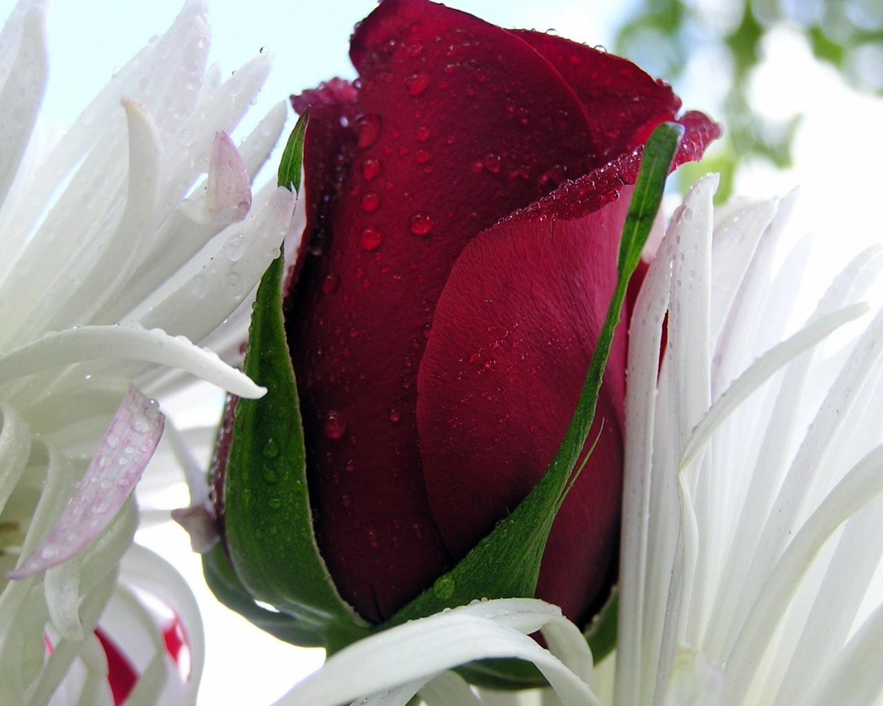 hübsche rosentapeten,blume,rot,blütenblatt,rosa,pflanze