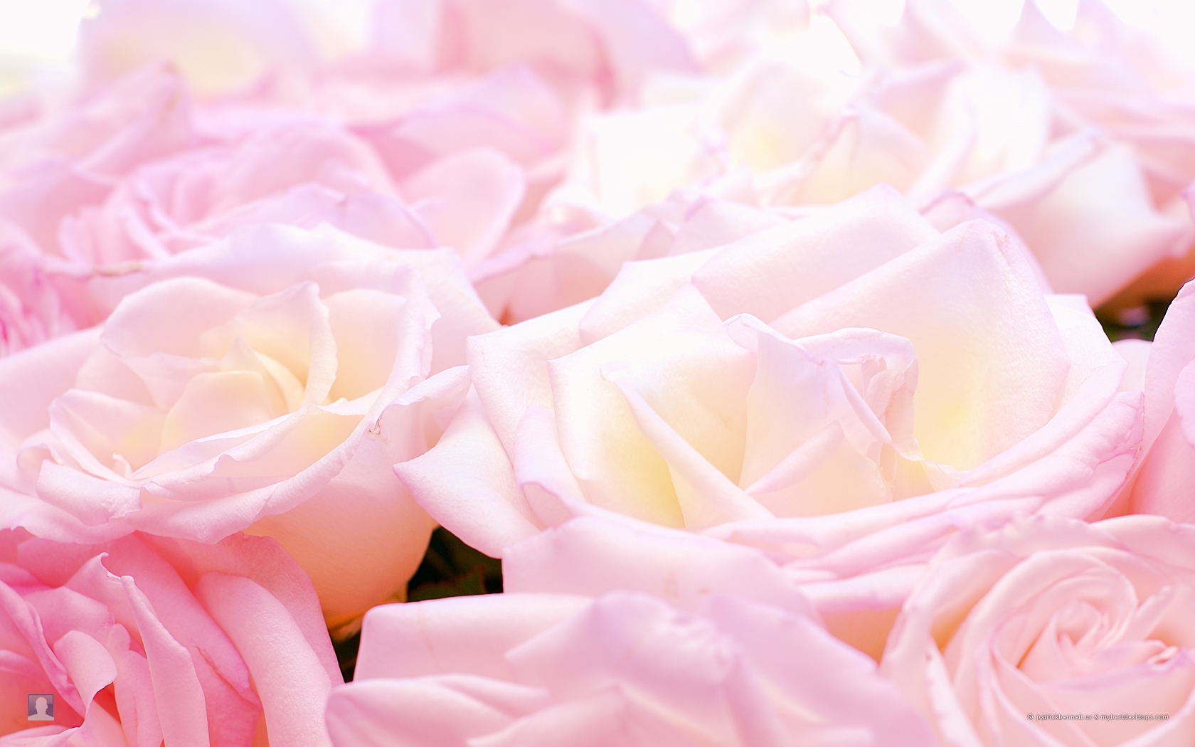 hübsche rosentapeten,gartenrosen,rosa,blütenblatt,rose,blume
