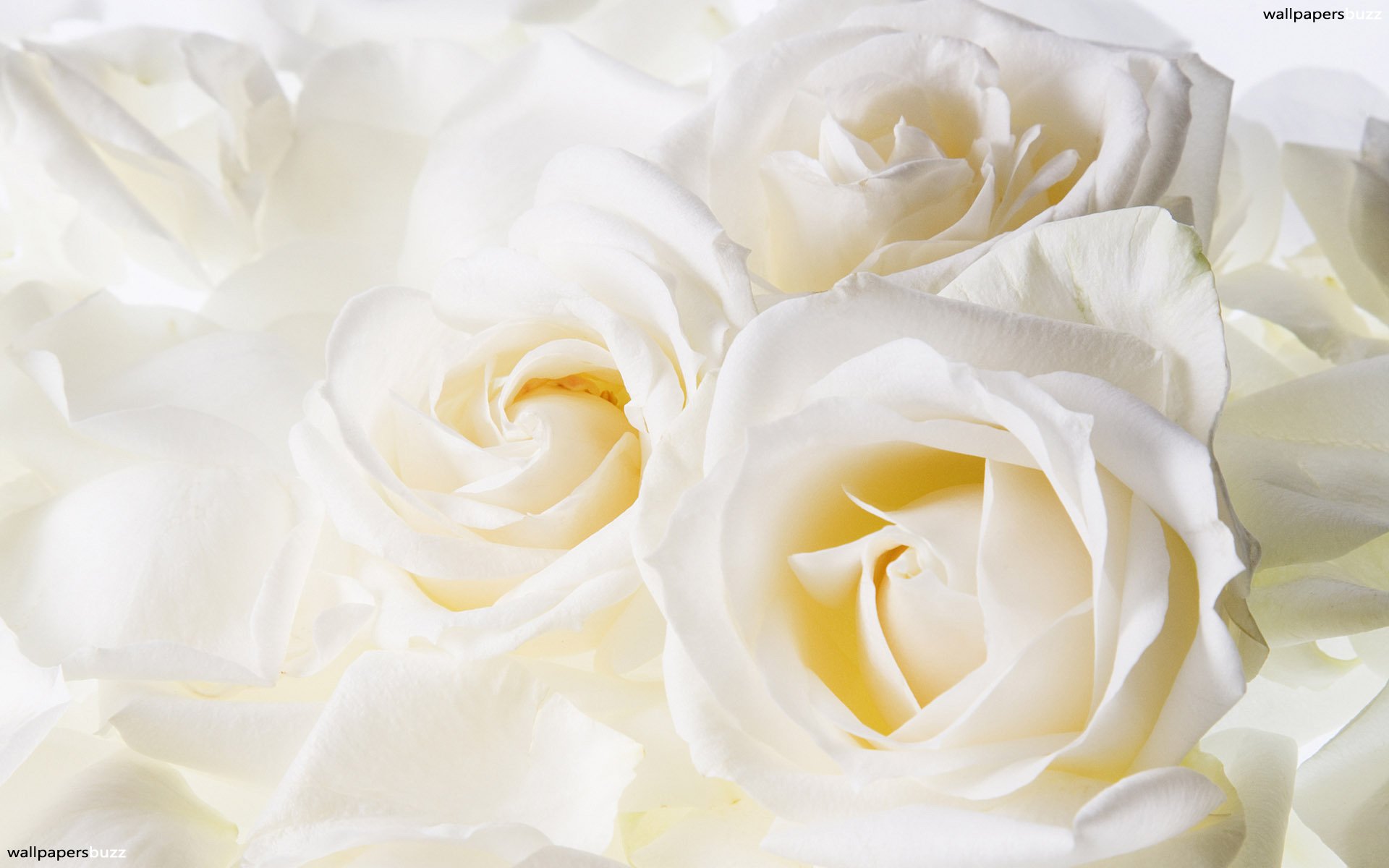 プリティローズ壁紙,白い,ローズ,花,庭のバラ,花弁