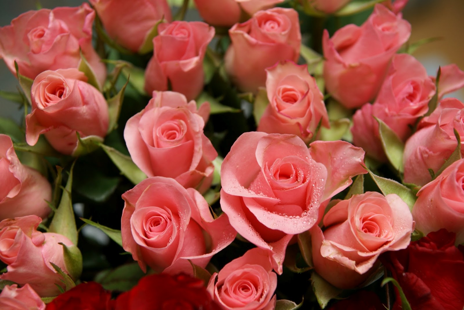 bonita rosa fondos de pantalla,flor,rosa,rosas de jardín,planta floreciendo,pétalo