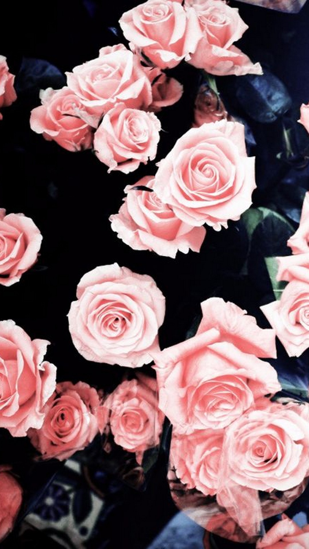 pretty rose wallpapers,flower,garden roses,rose,pink,petal