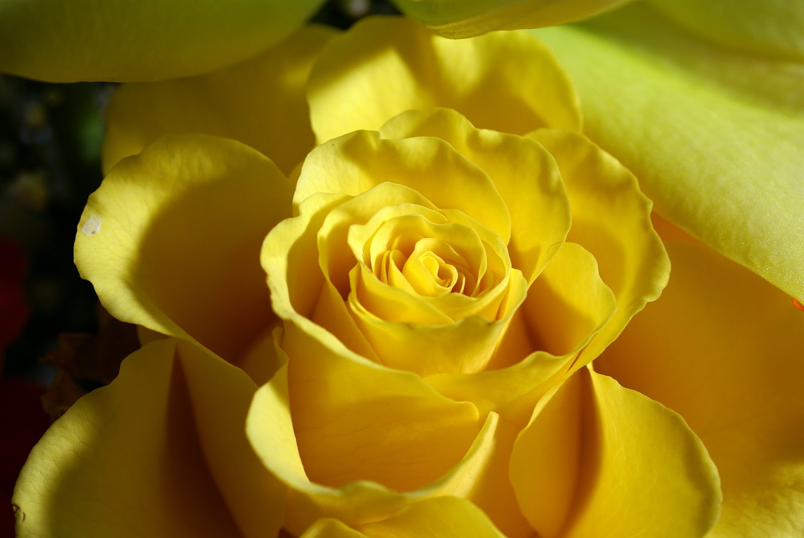hübsche rosentapeten,julia kind stand auf,gartenrosen,blume,gelb,blütenblatt